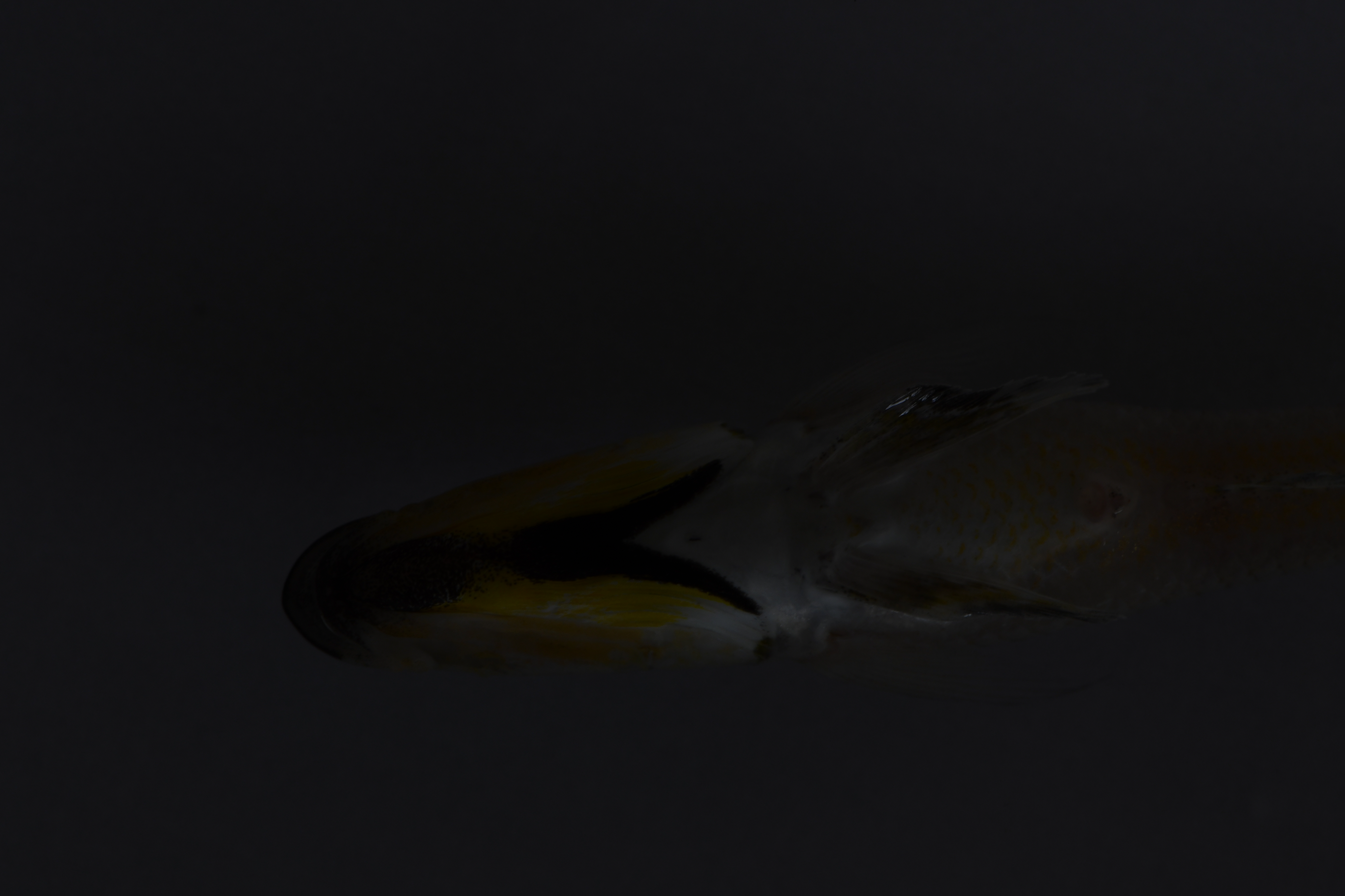 Xenotilapia melanogenys