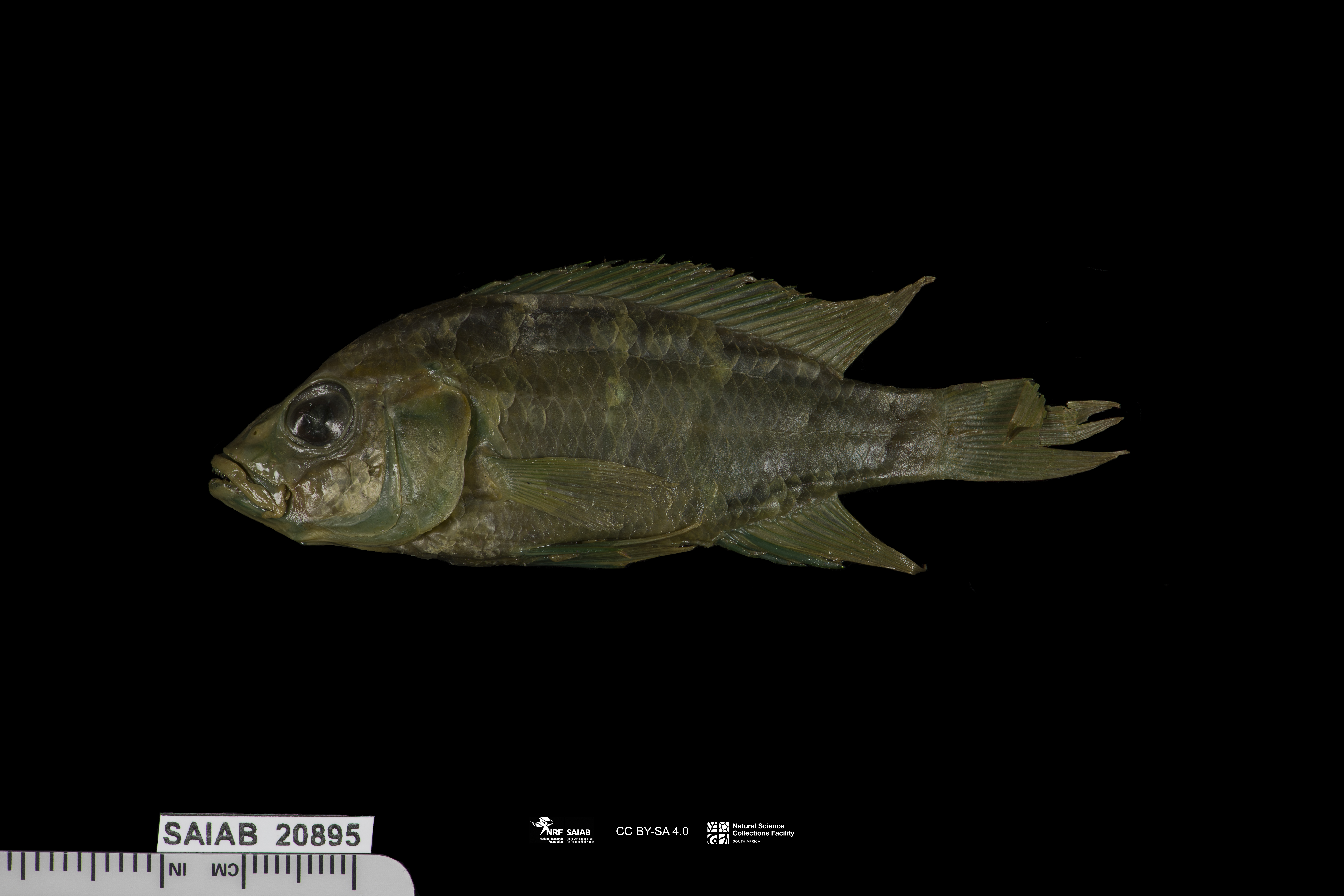 Haplochromis paludinosus
