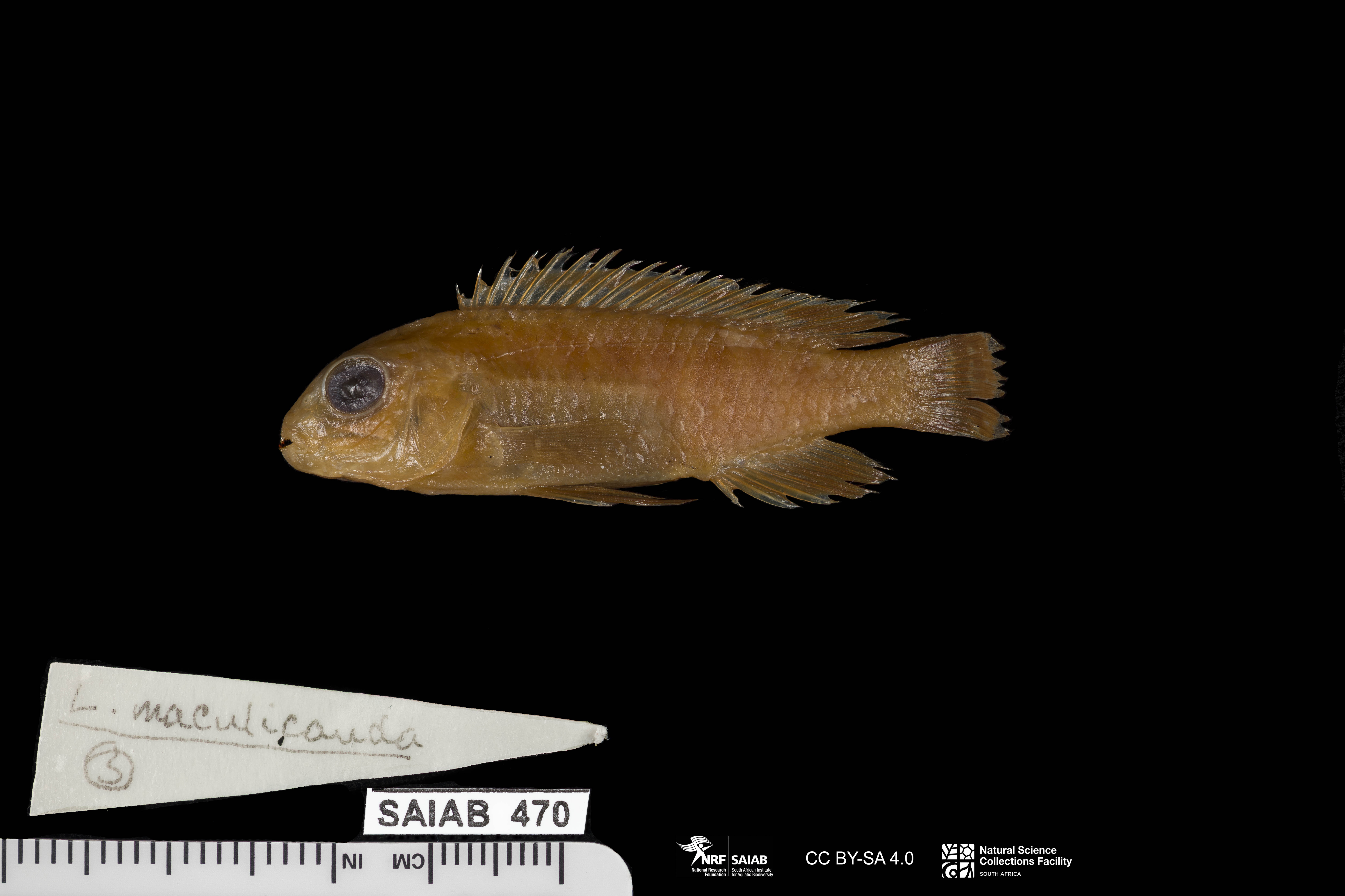 Labidochromis maculicauda