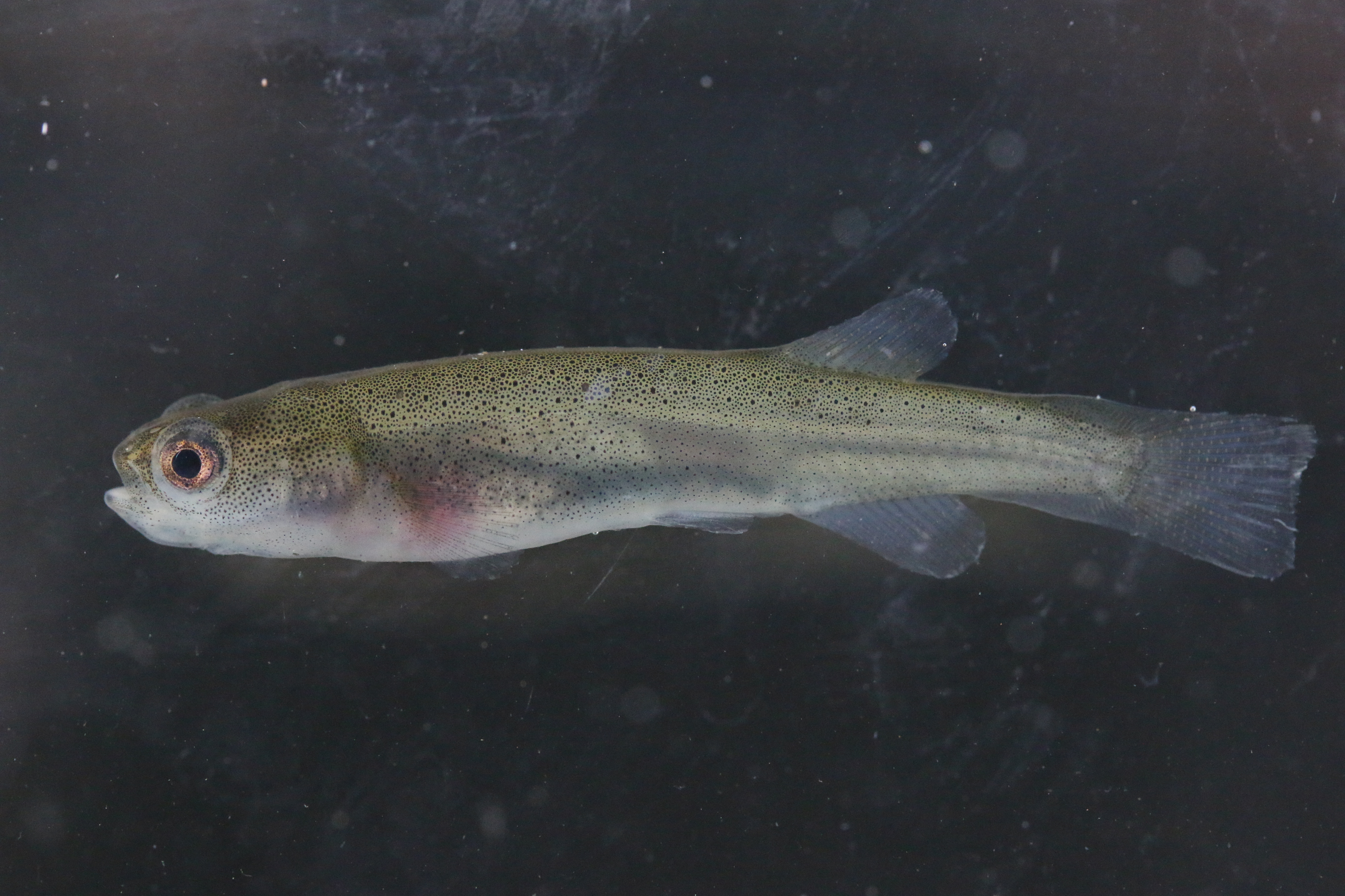 Cape Galaxias (Galaxias zebratus) — Galaxiidae
