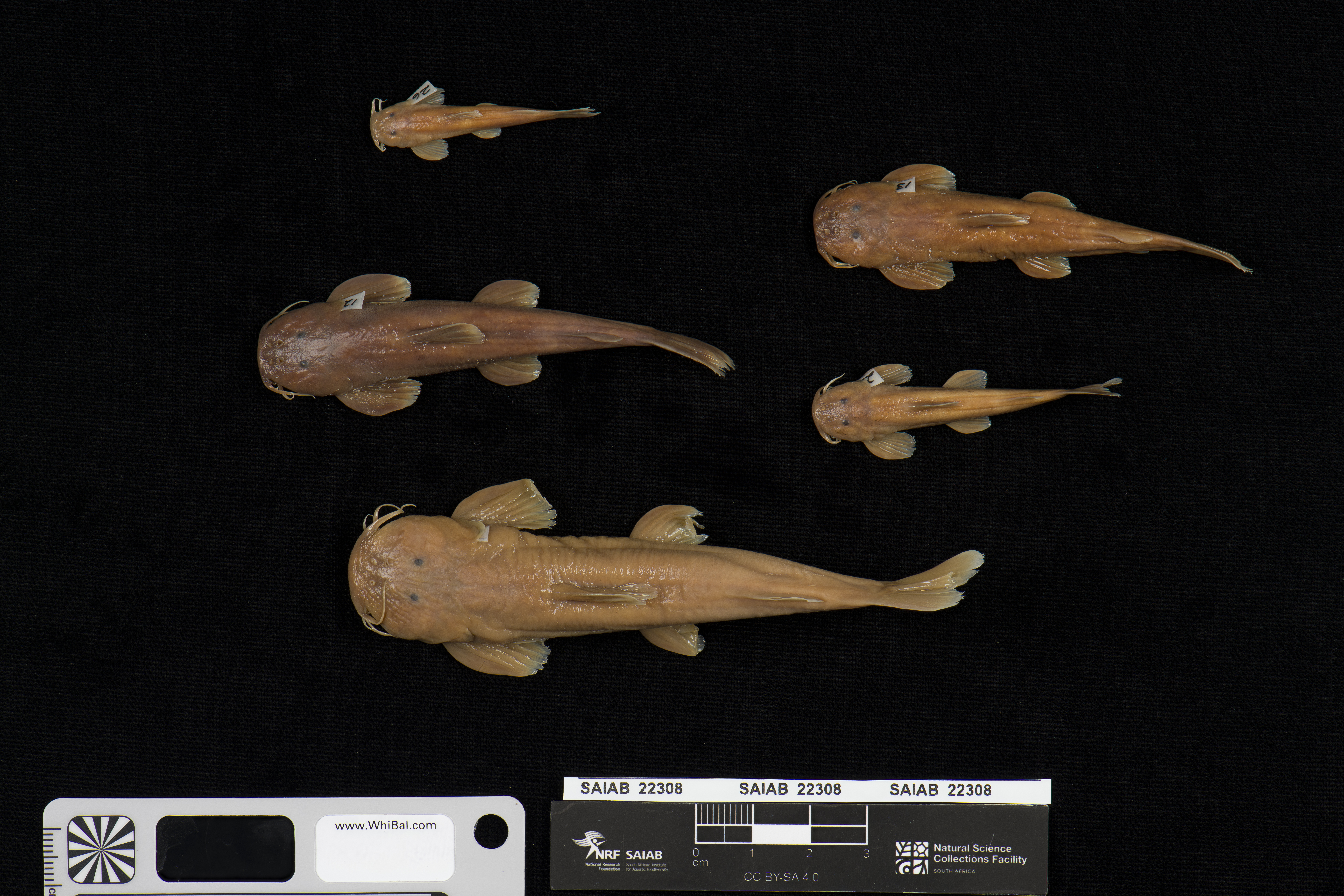 Zaire mountain catfish (Amphilius zairensis) — Amphiliidae