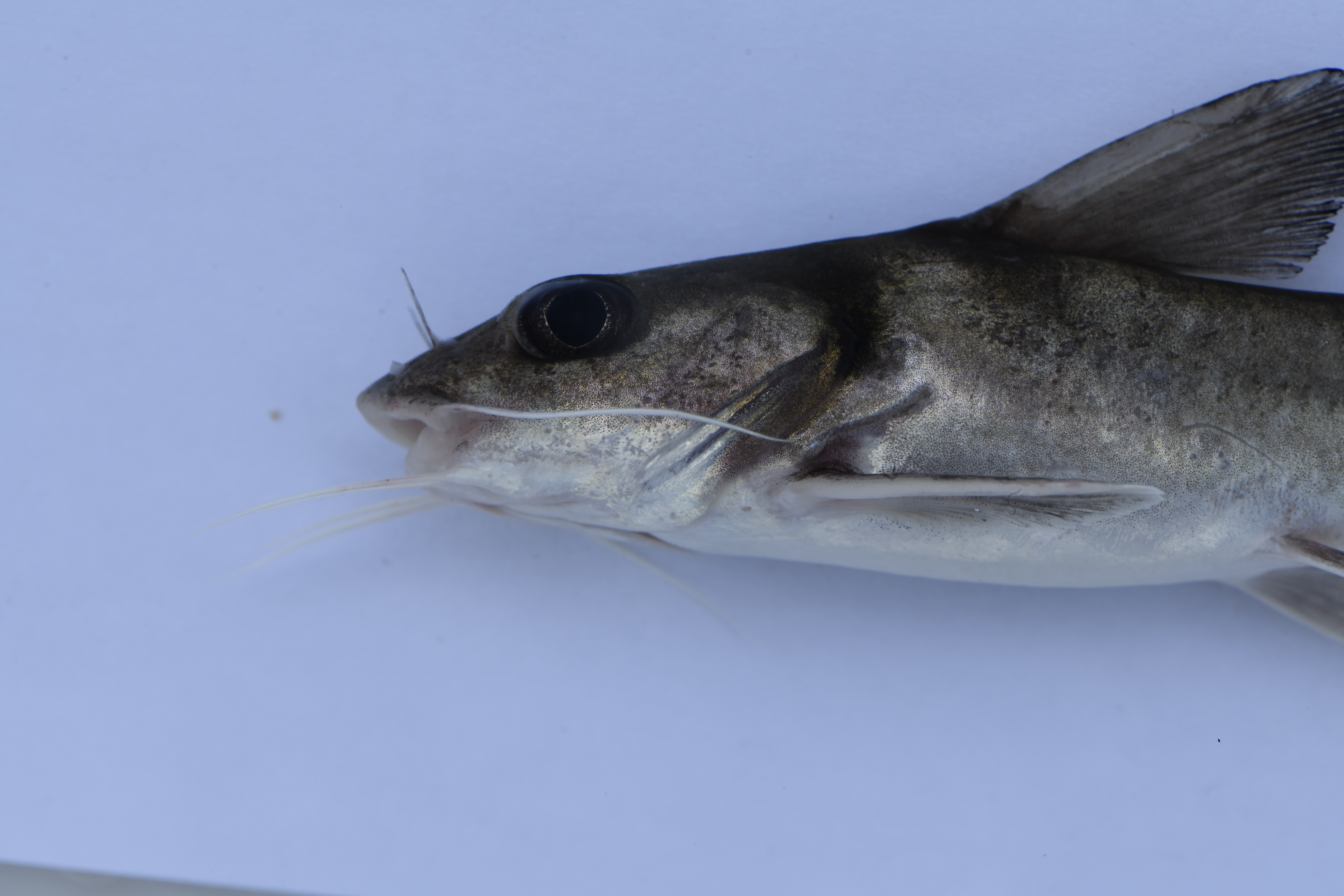 Kibonde (Chrysichthys brachynema) — Claroteidae — 4