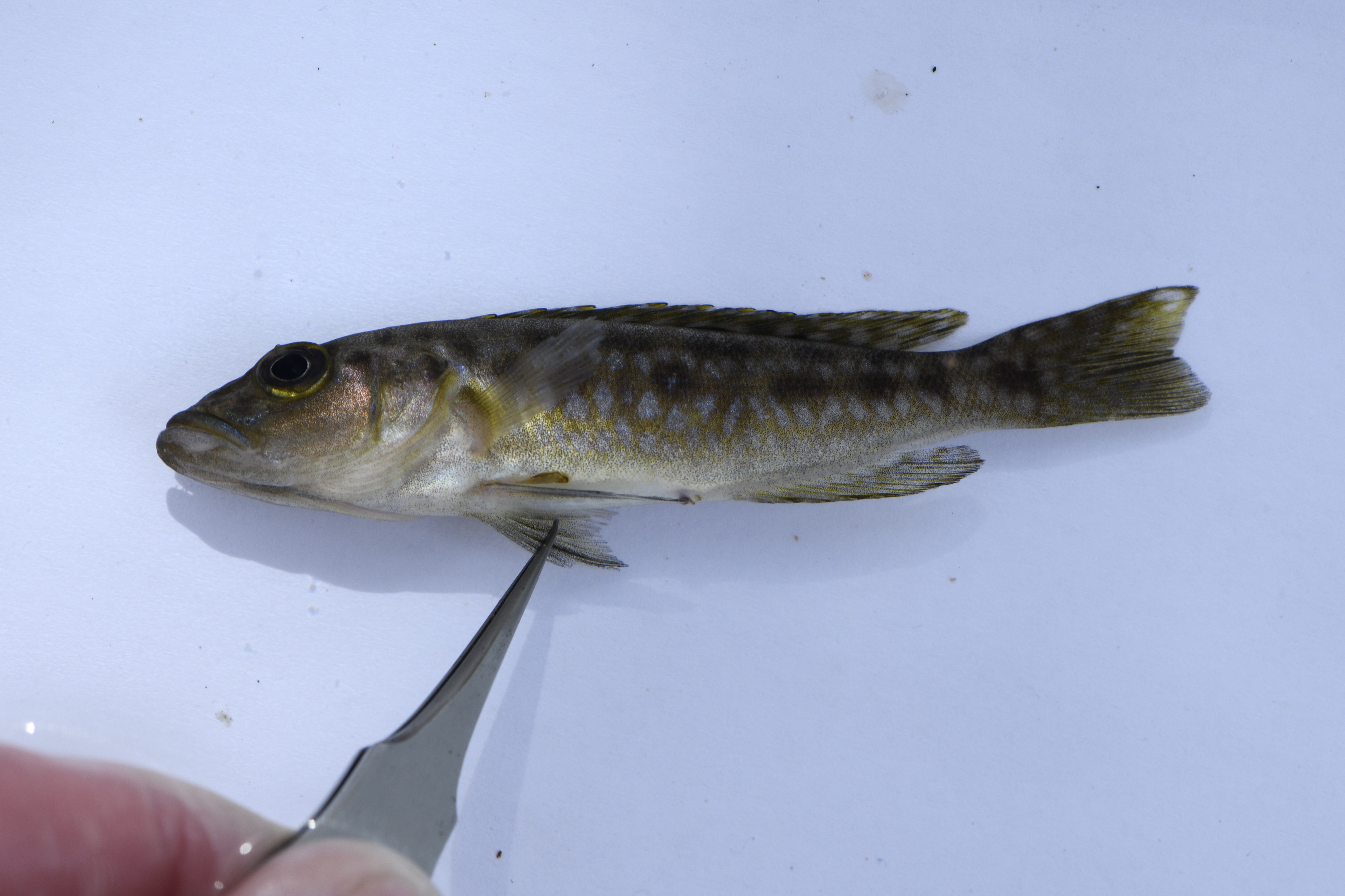 Lepidiolamprologus elongatus