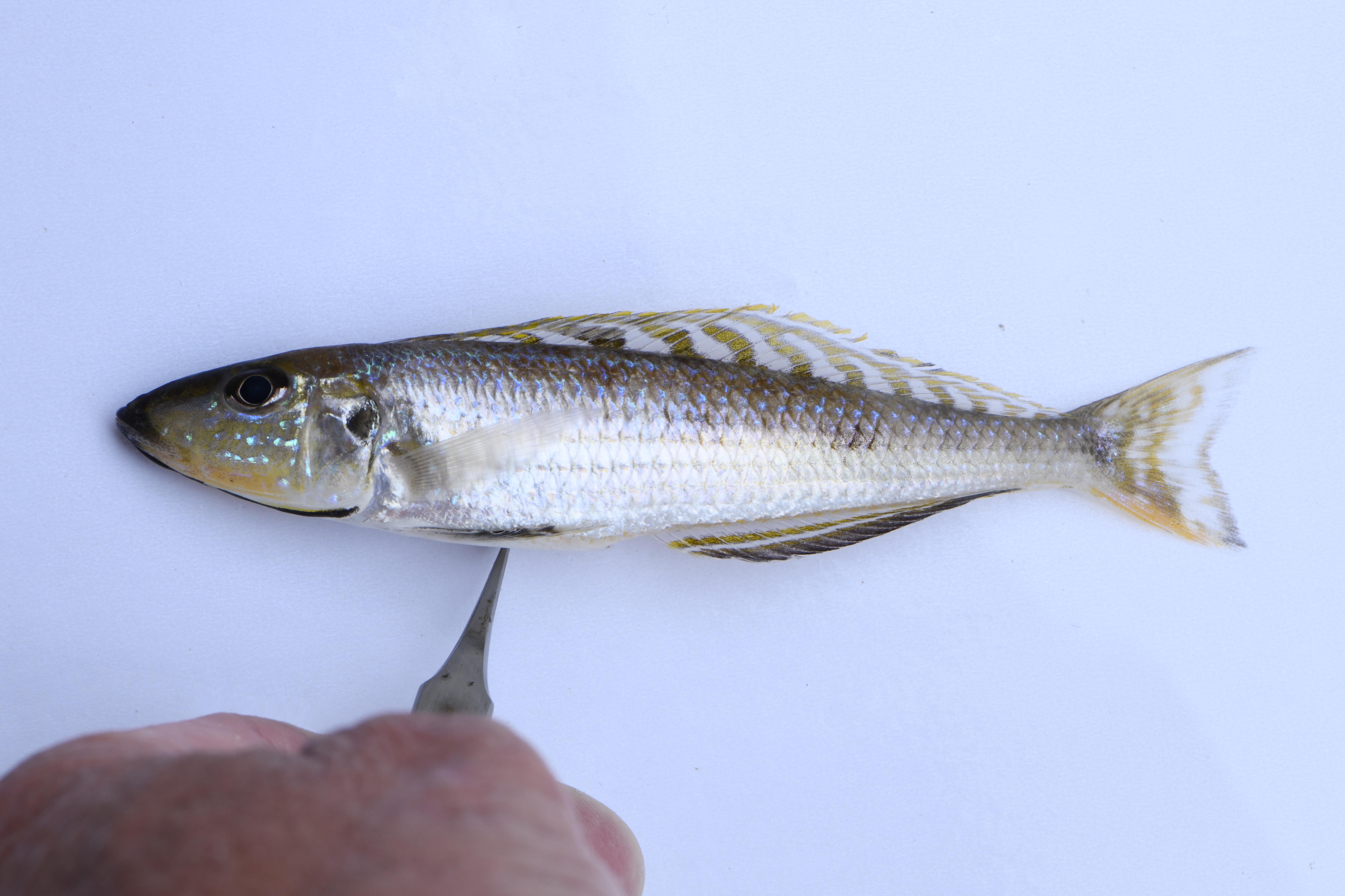 Zwartwang-zandcichlide (Xenotilapia melanogenys) — Cichlidae