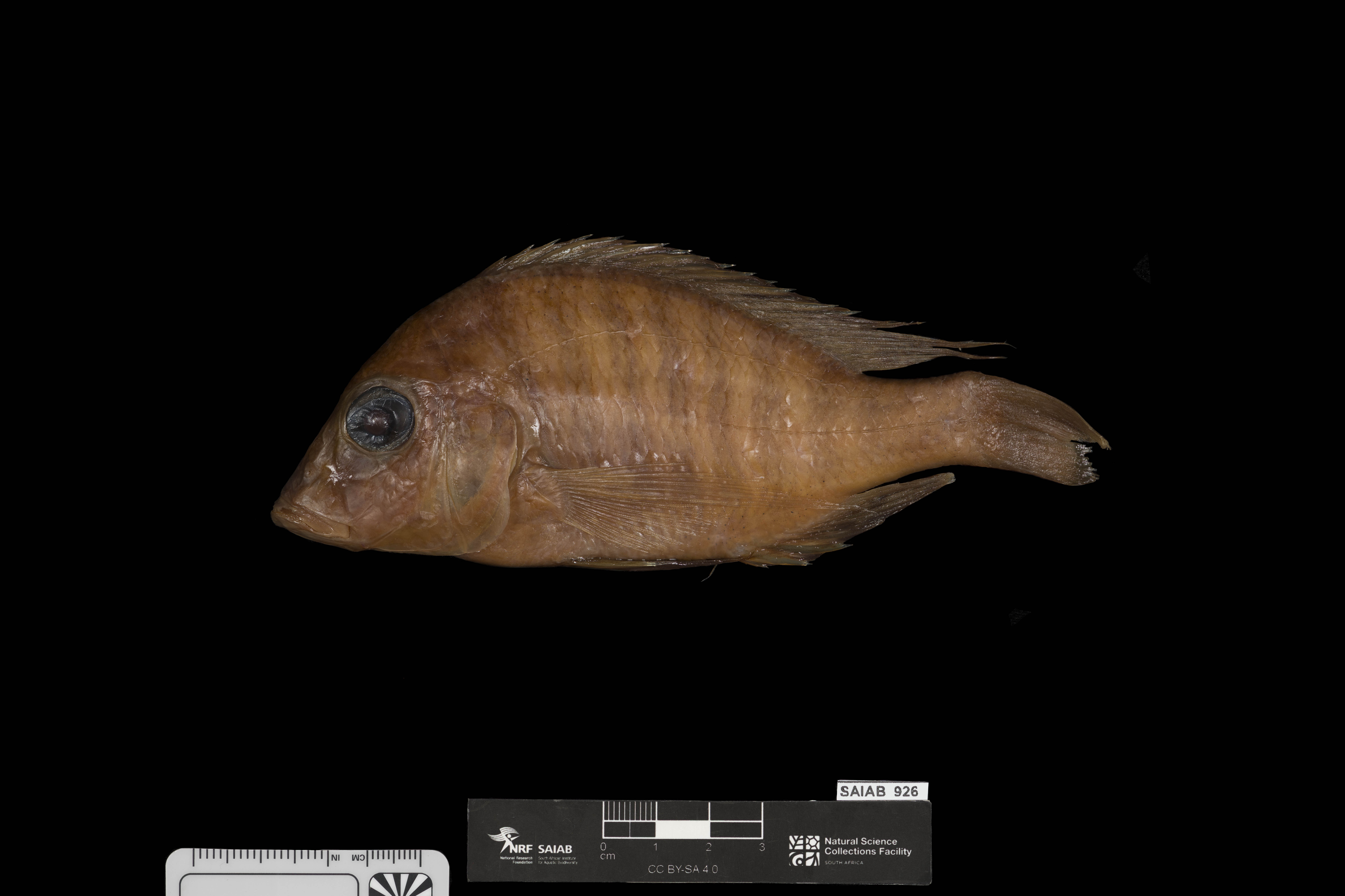 Longfin sandsifter (Lethrinops longipinnis) — Cichlidae — 2