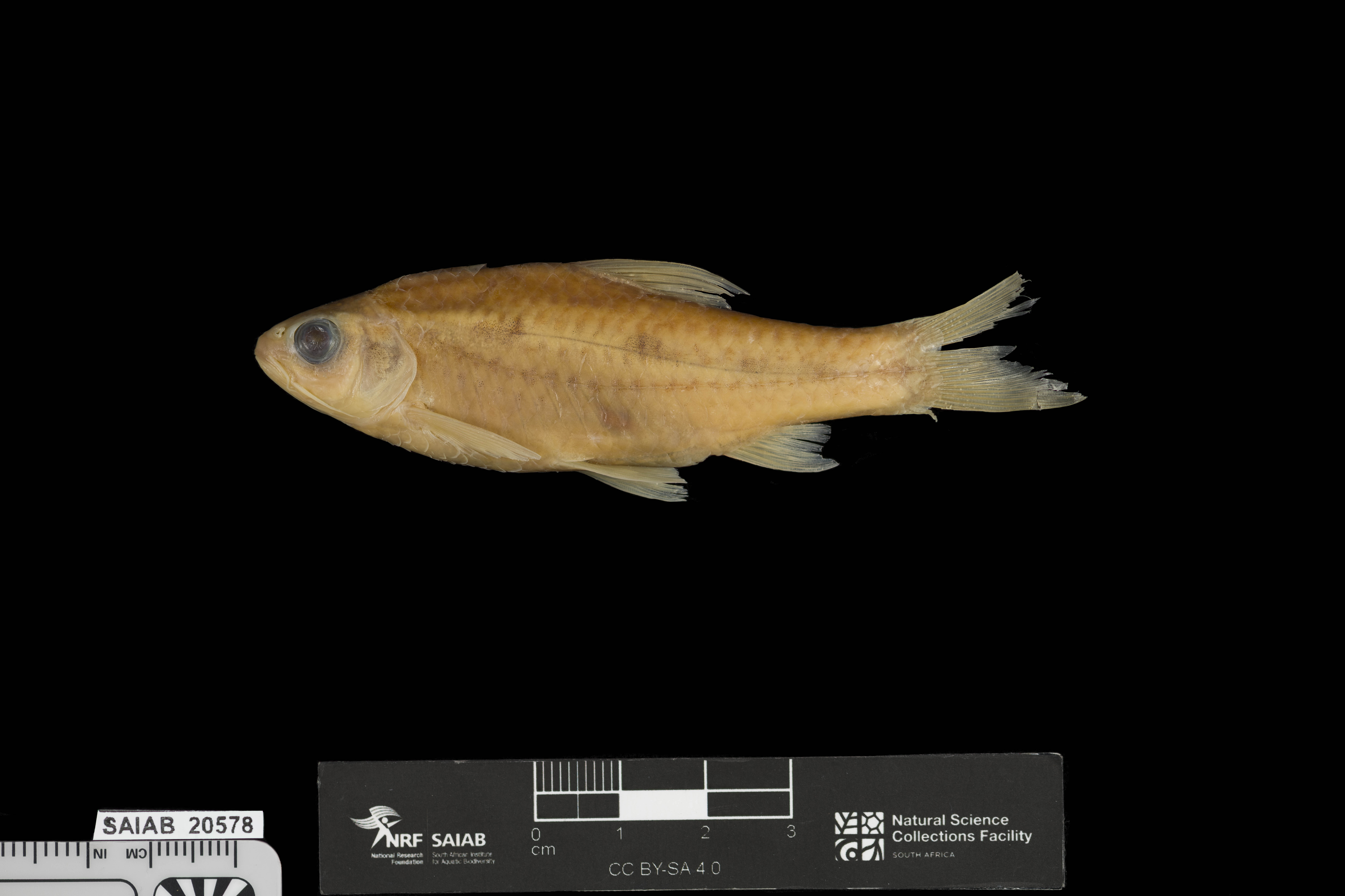Lauzannes barbeel (Enteromius lauzannei) — Cyprinidae