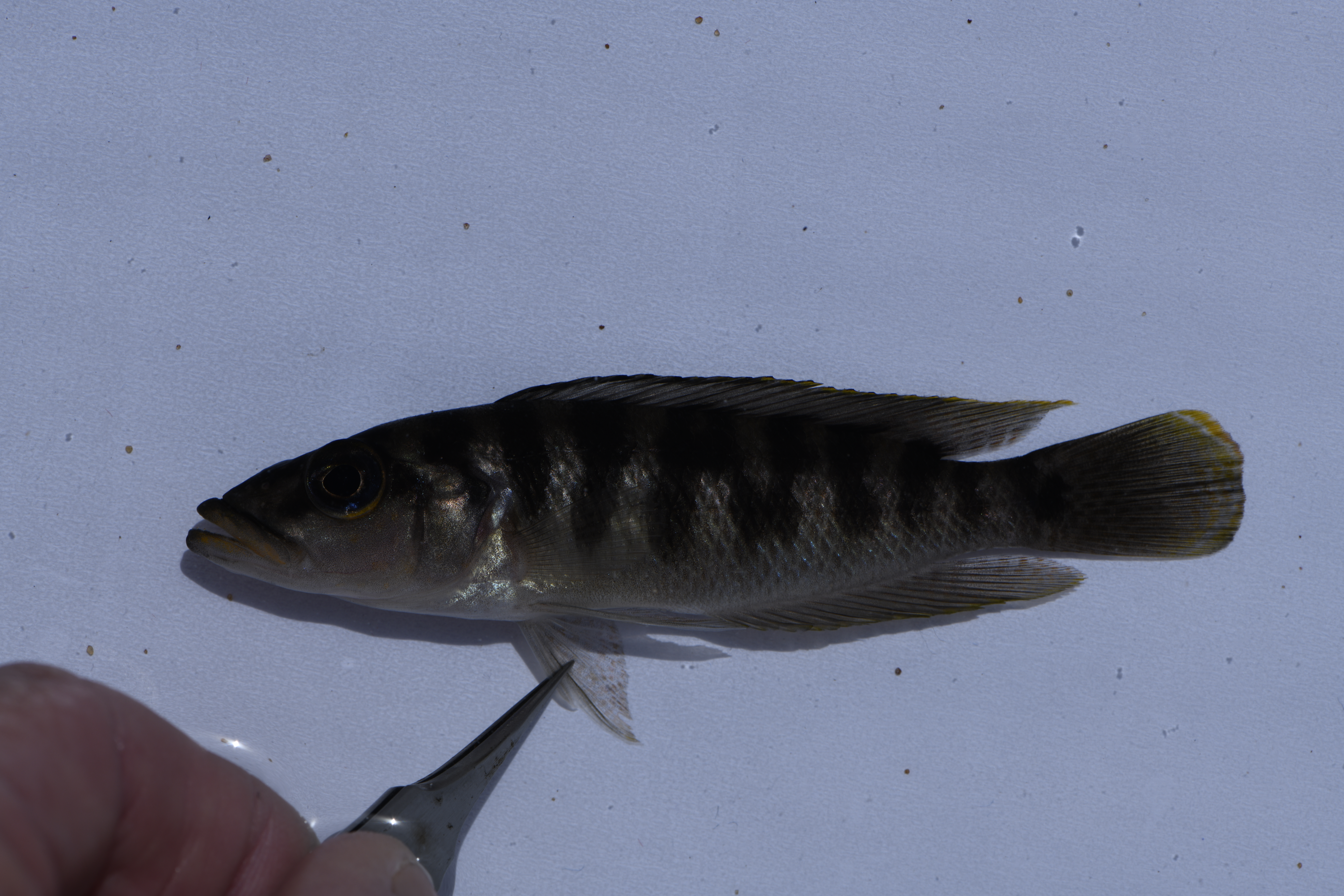 Neolamprologus fasciatus