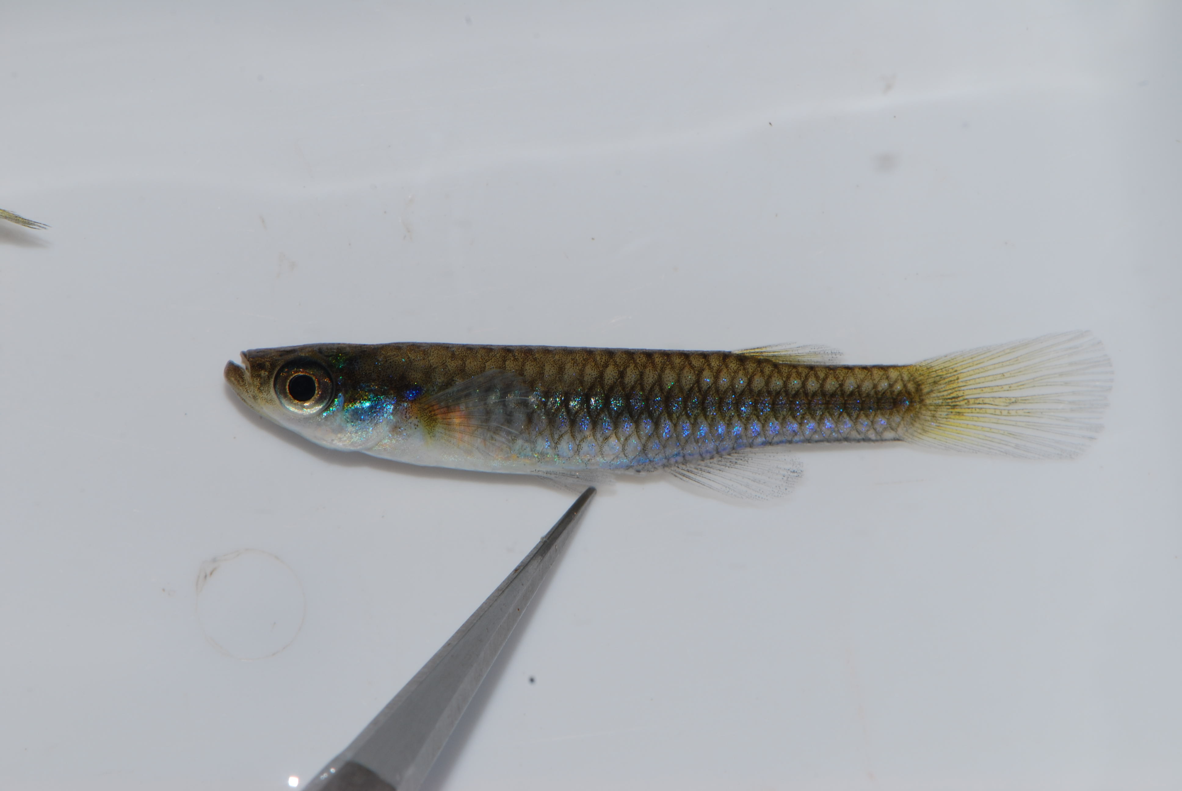 Johnston's topminnow (Micropanchax johnstoni) — Poeciliidae — 5