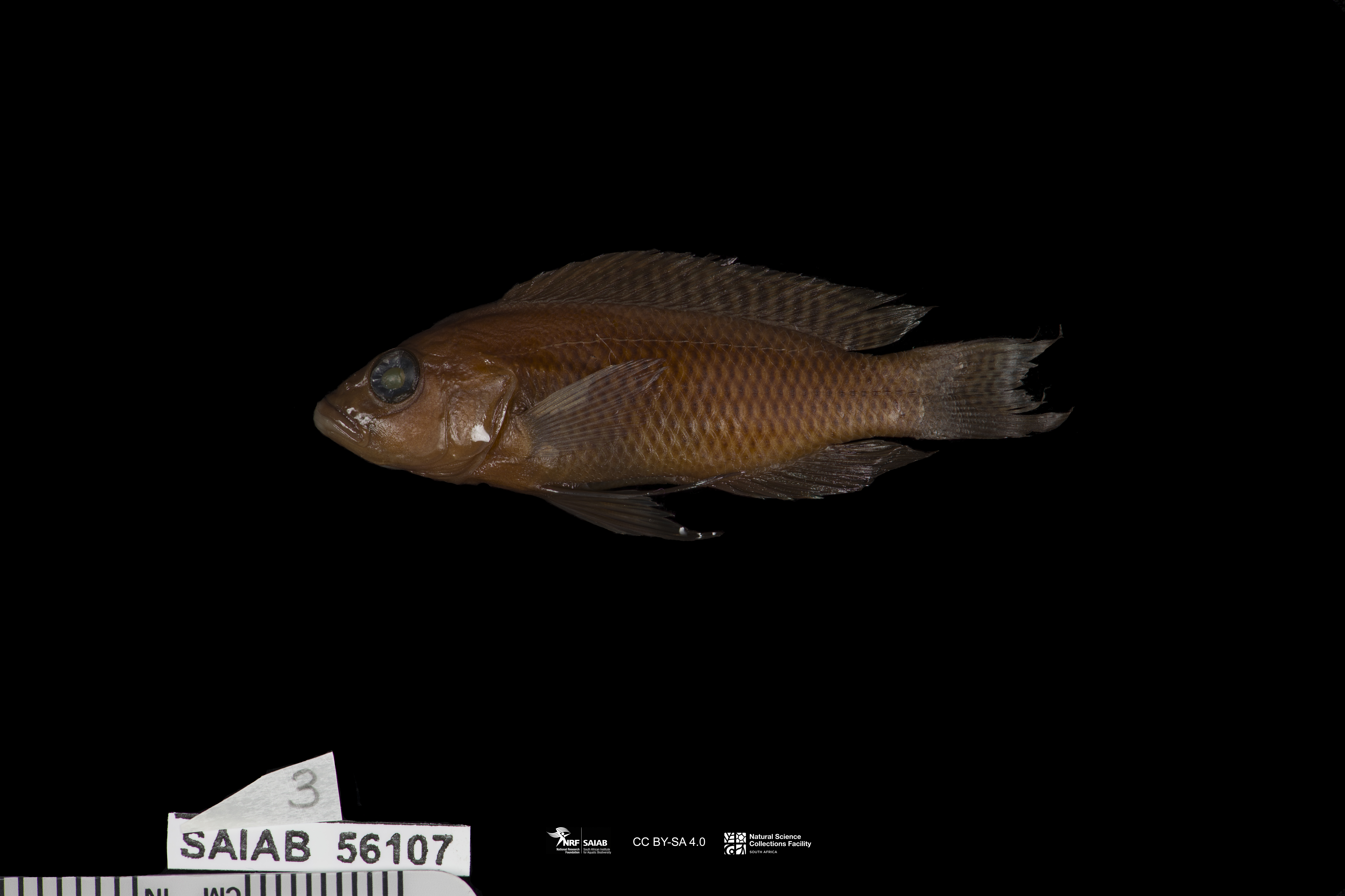 Neolamprologus walteri