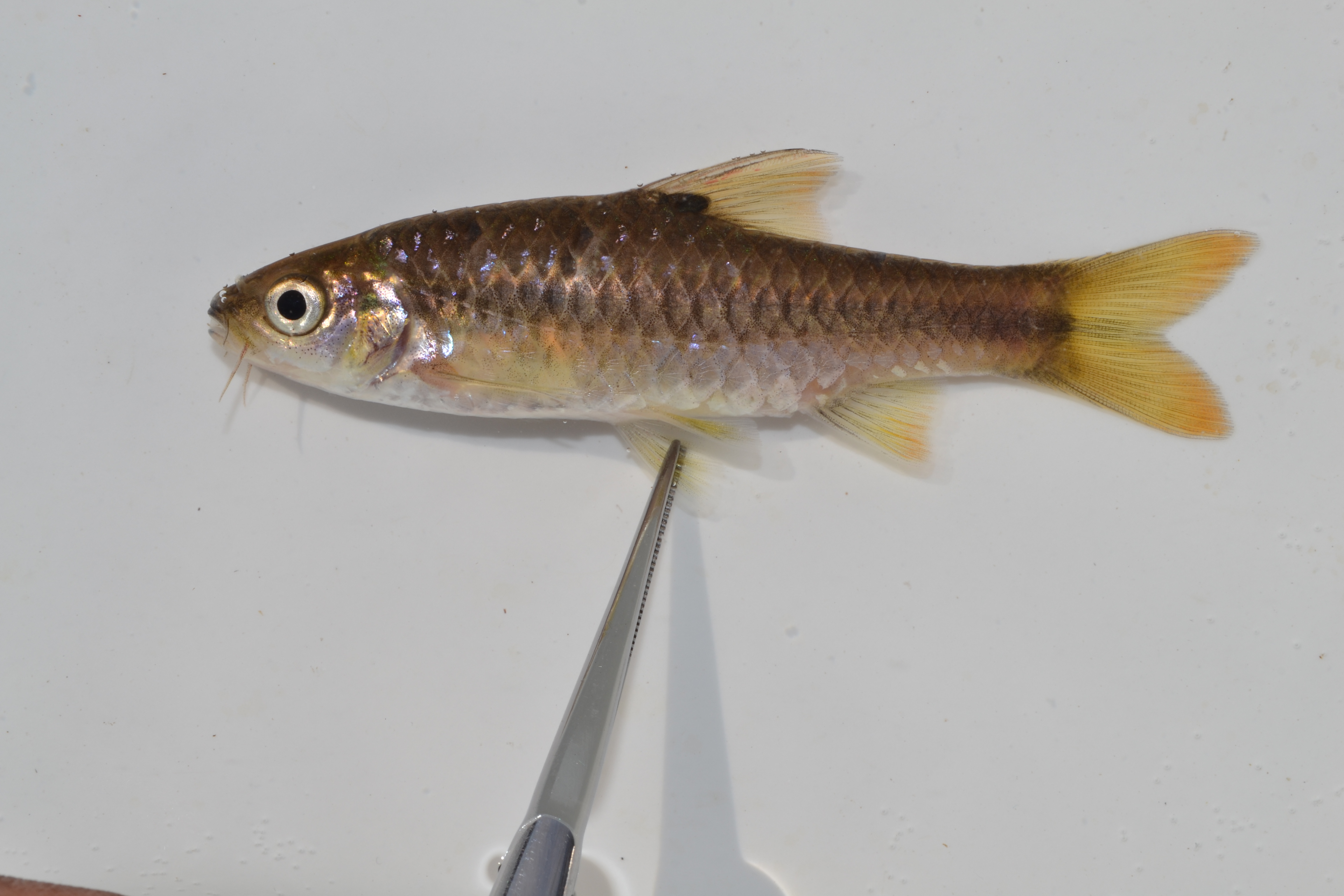 Silver barb (Enteromius argenteus) — Cyprinidae — 2