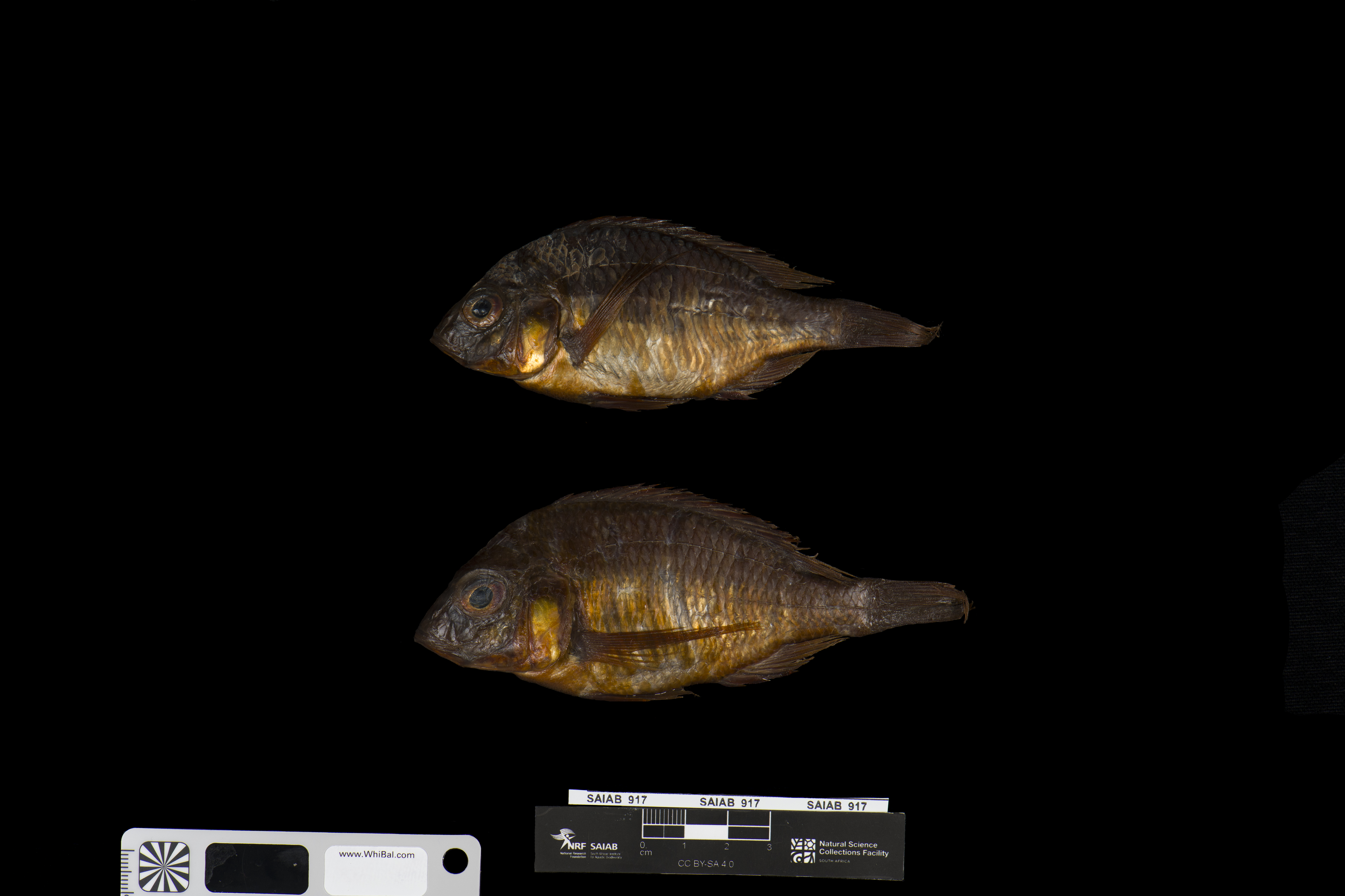Malawi cichlid (Lethrinops microdon) — Cichlidae