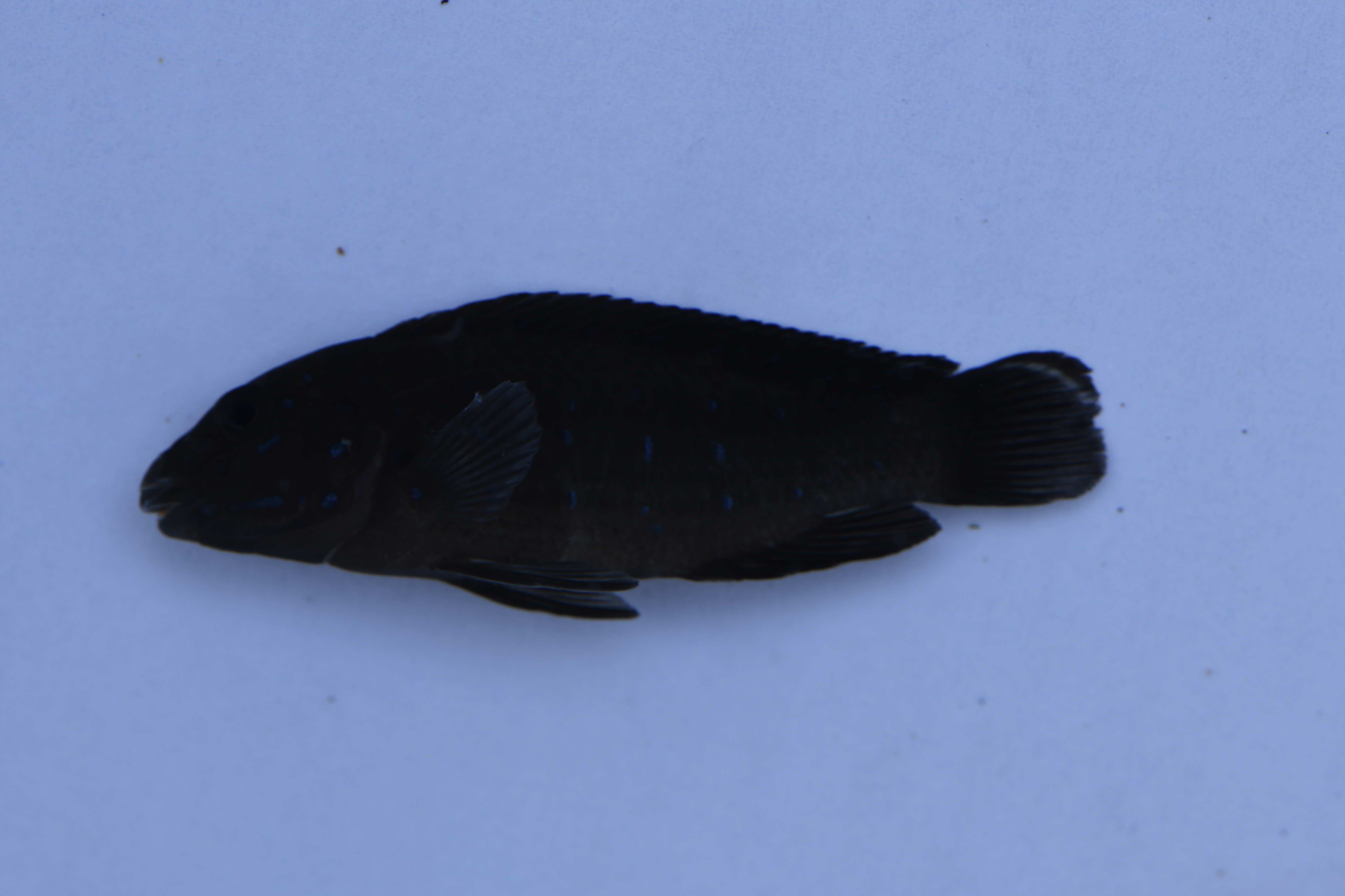 Eretmodus cyanostictus