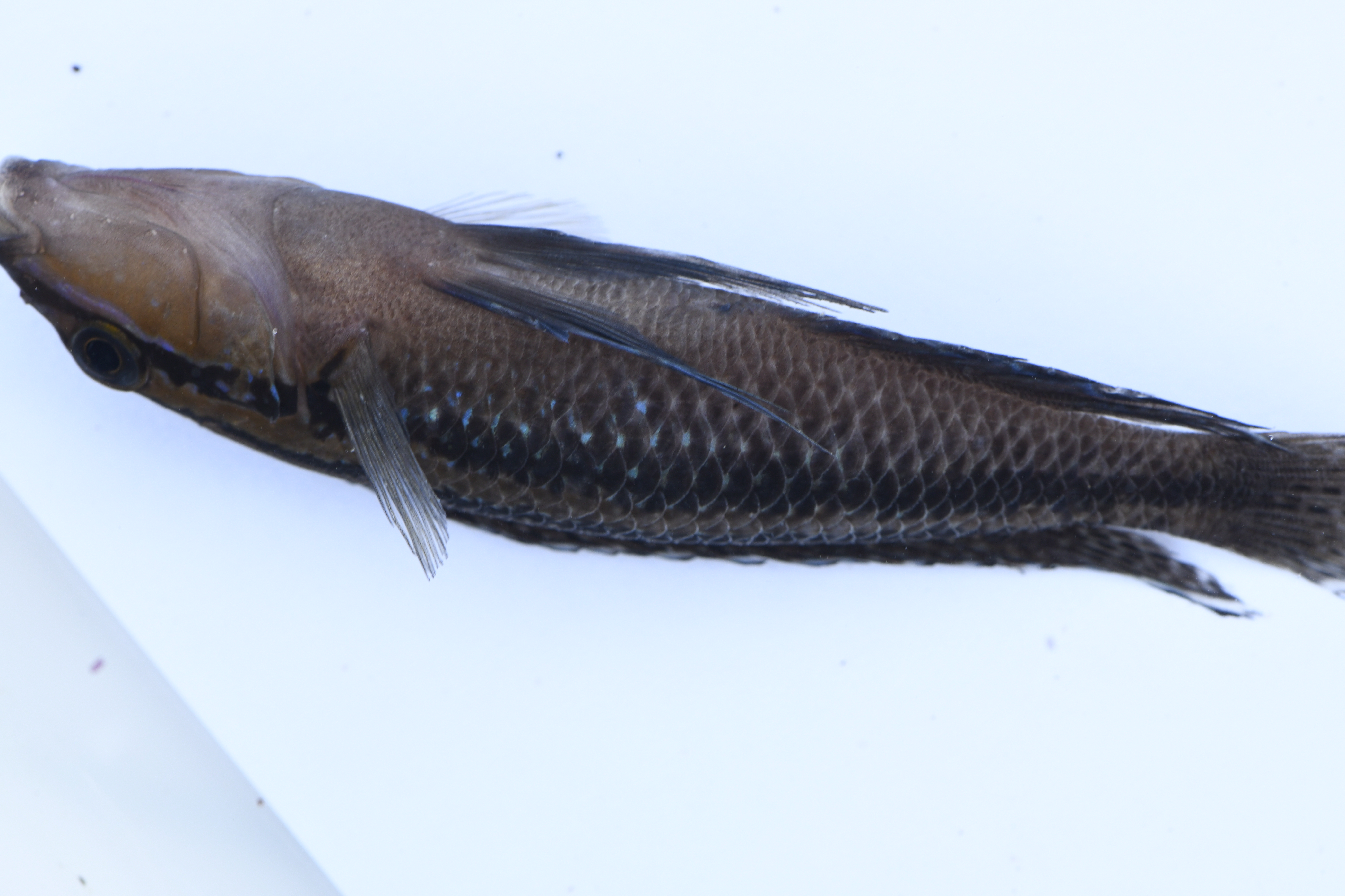 Julidochromis dickfeldi