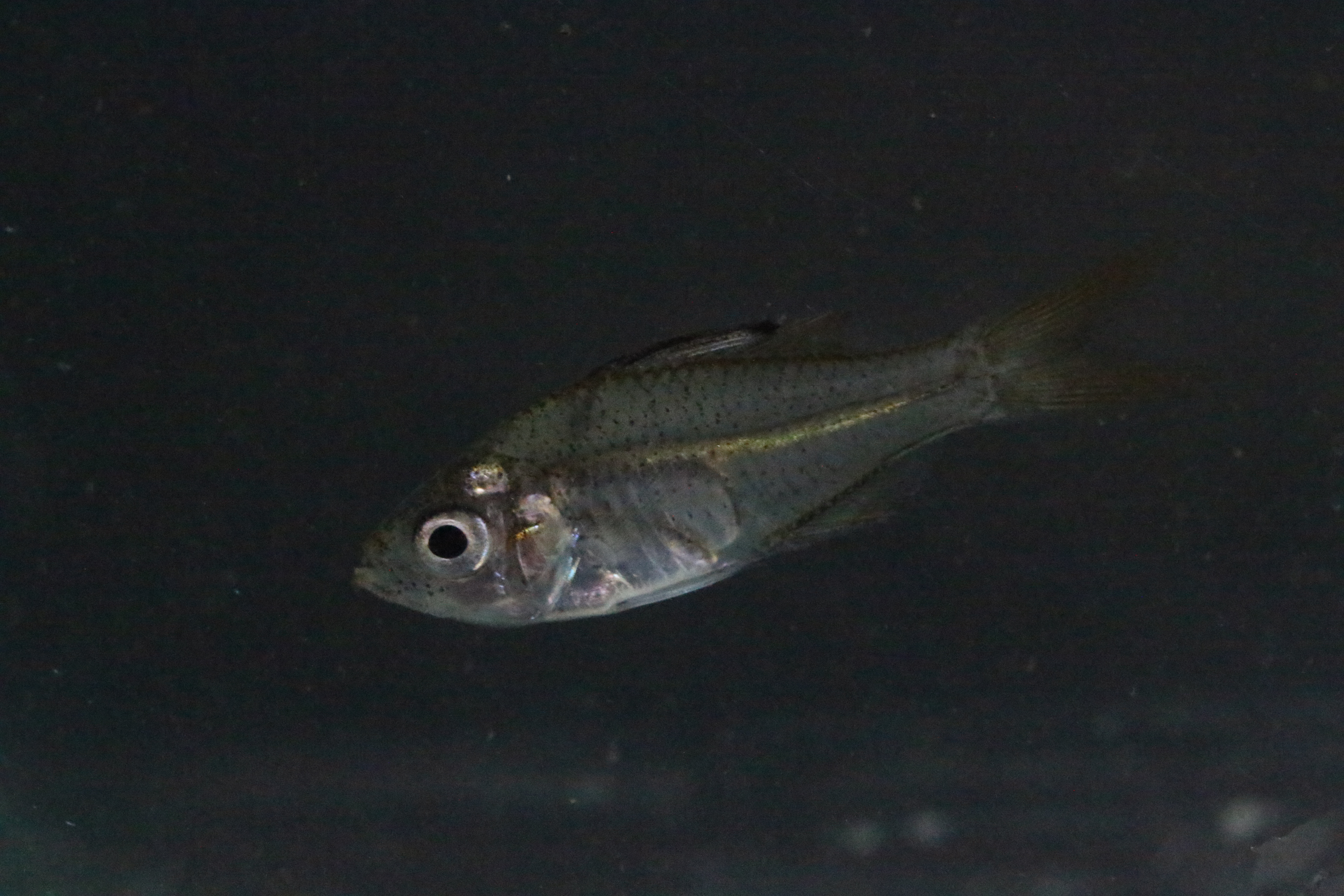 Slender glassy (Ambassis natalensis) — Ambassidae — 5