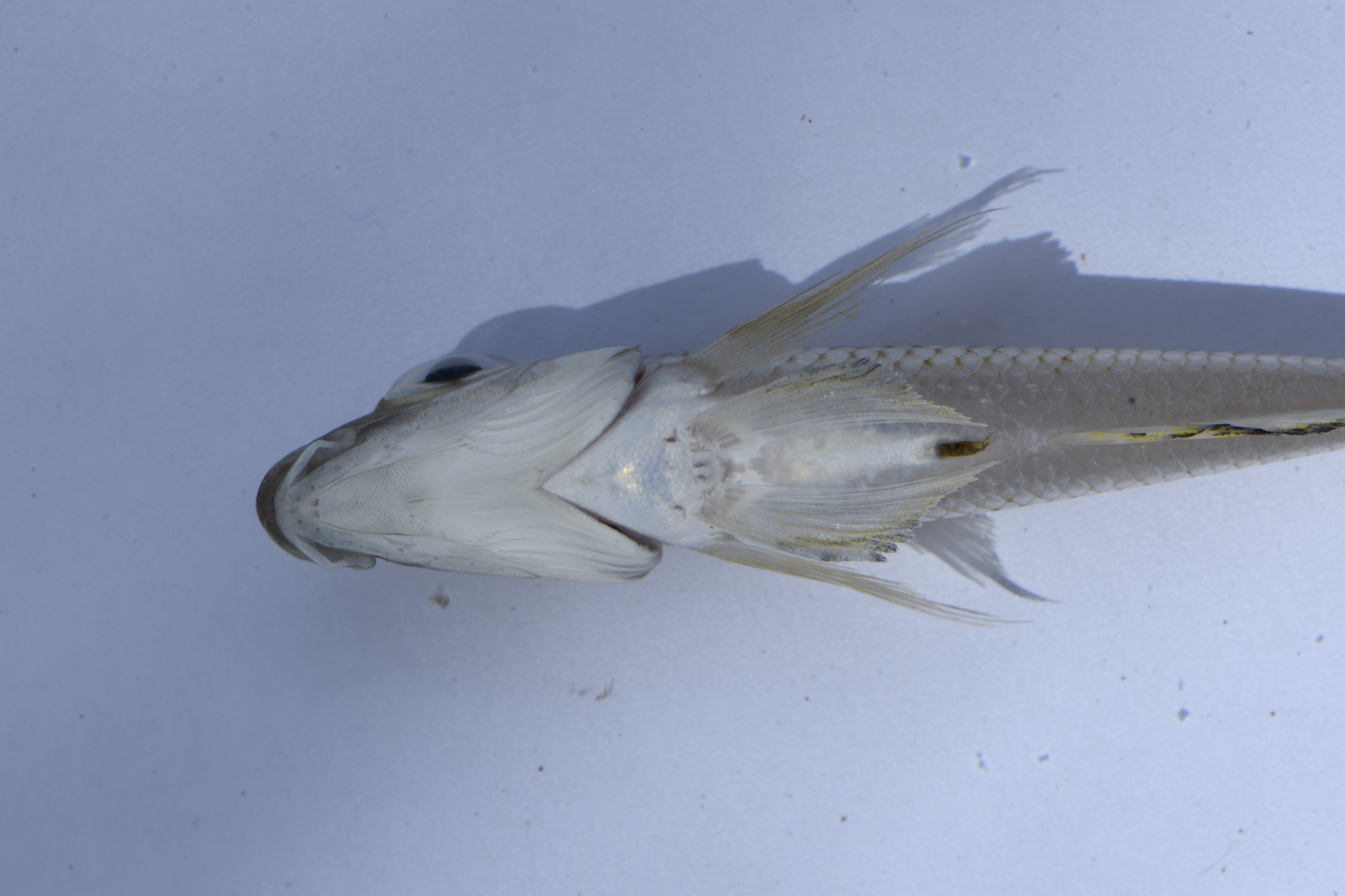 Xenotilapia sima