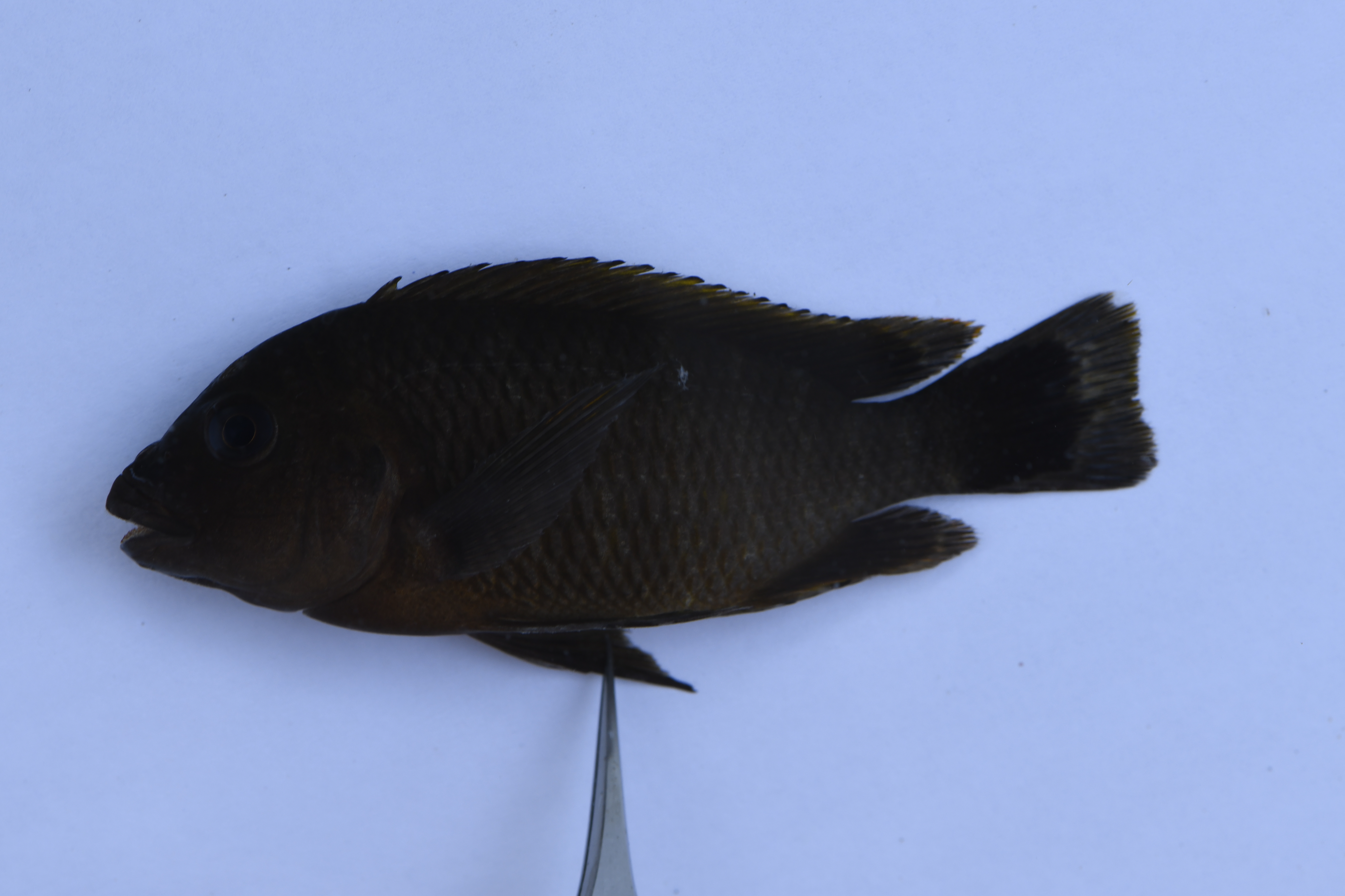 Petrochromis famula