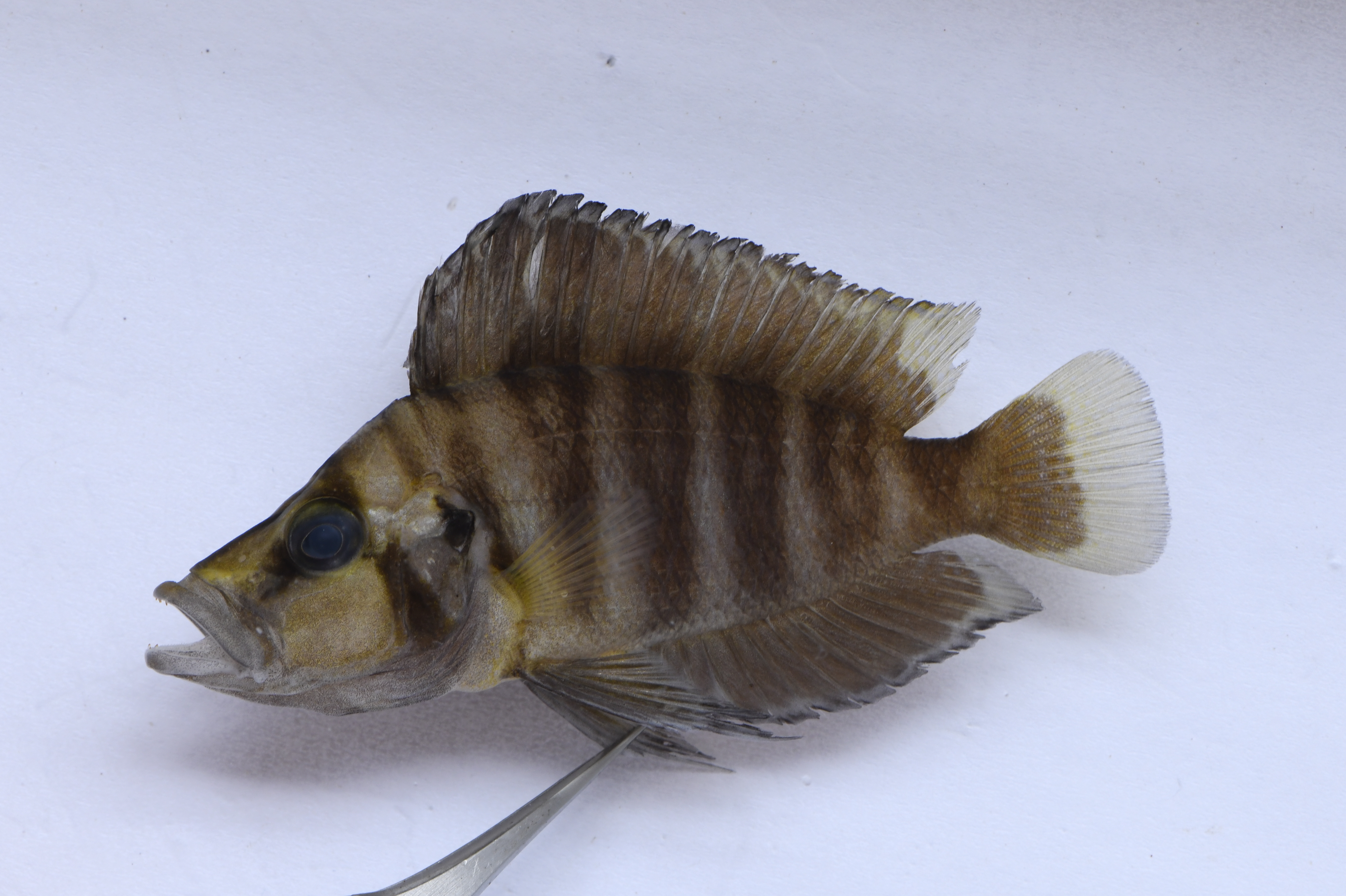 Altolamprologus compressiceps
