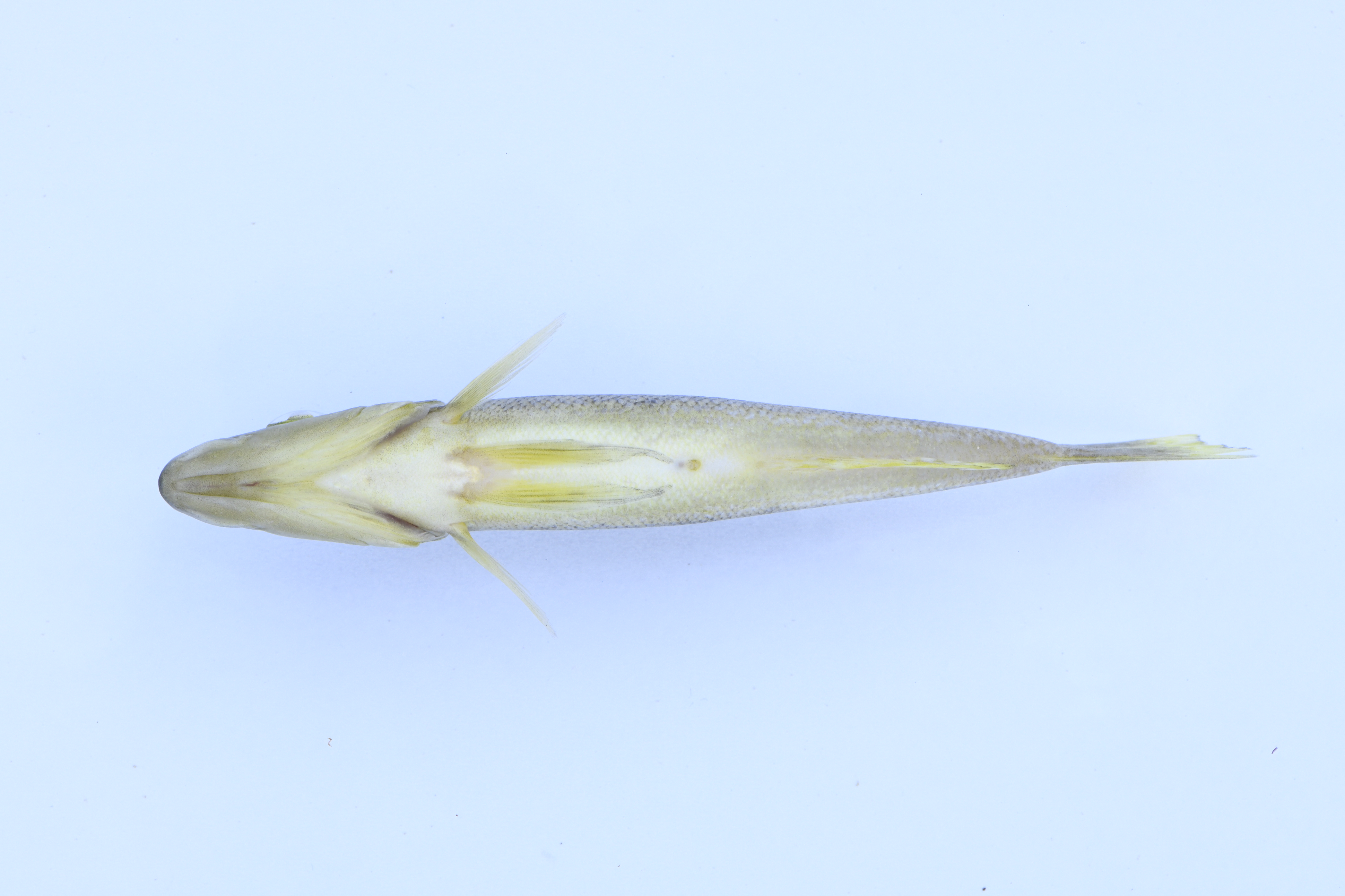 Lepidiolamprologus attenuatus