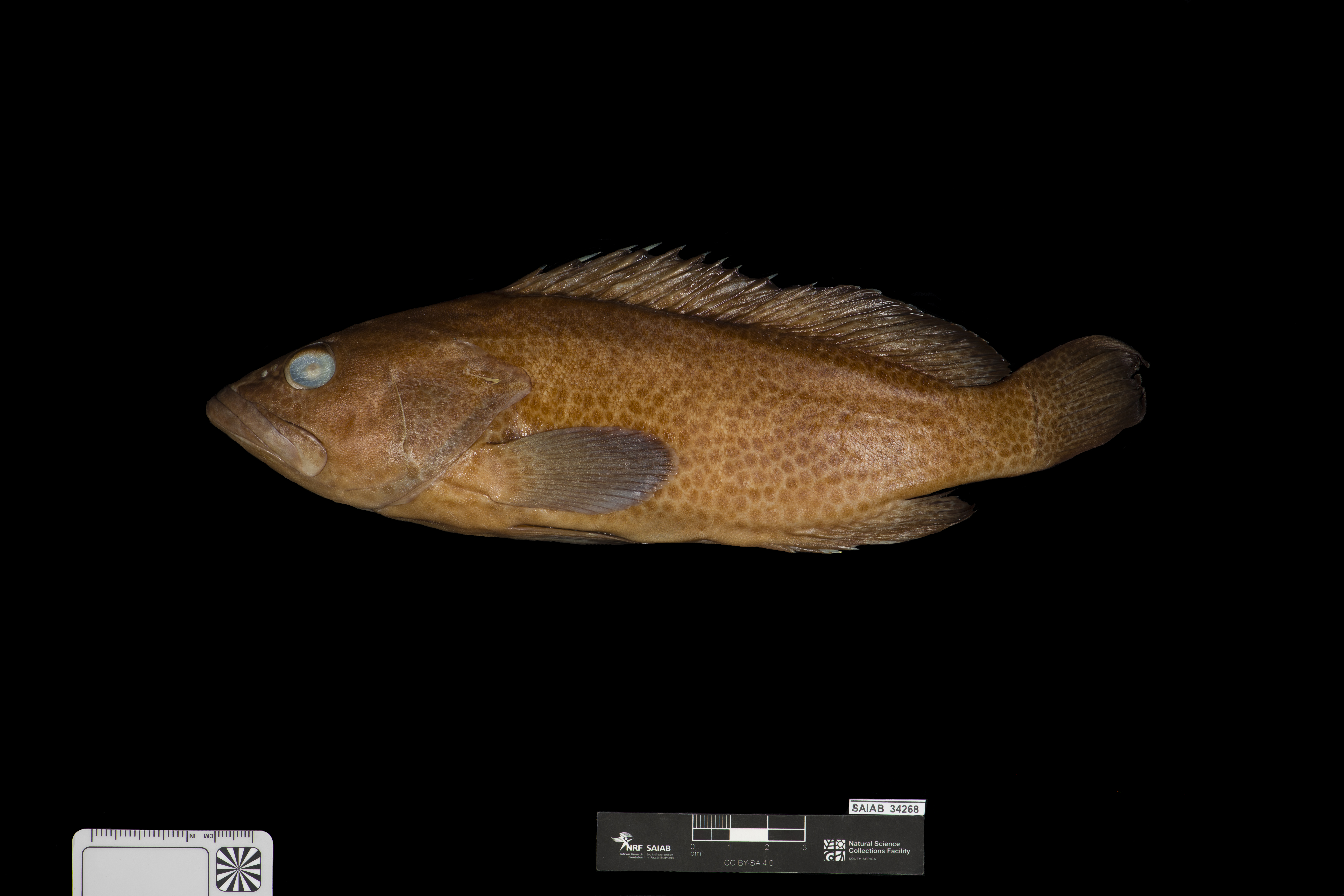 Gabriellas tandbaars (Epinephelus gabriellae) — Serranidae