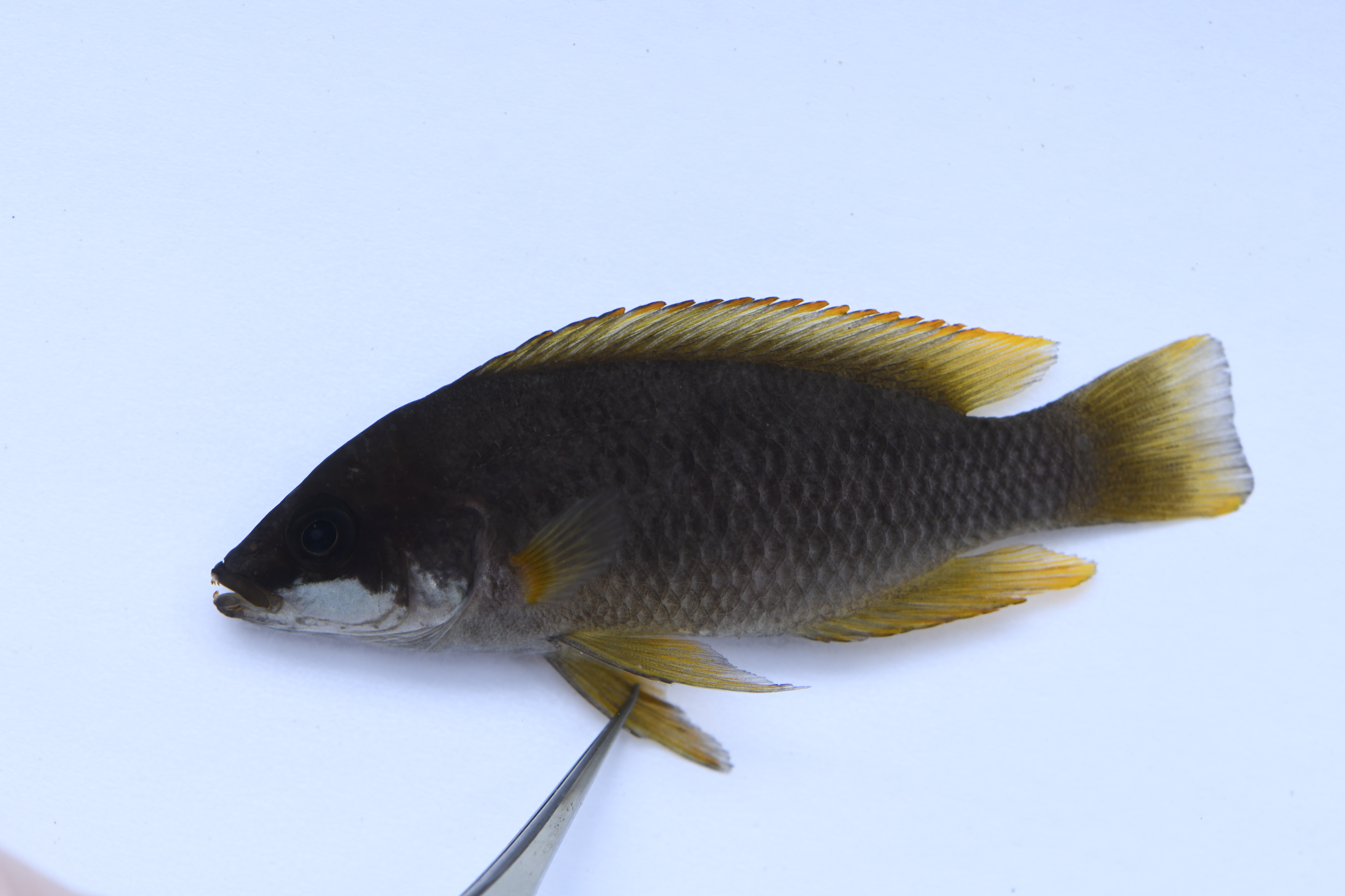 Neolamprologus mustax