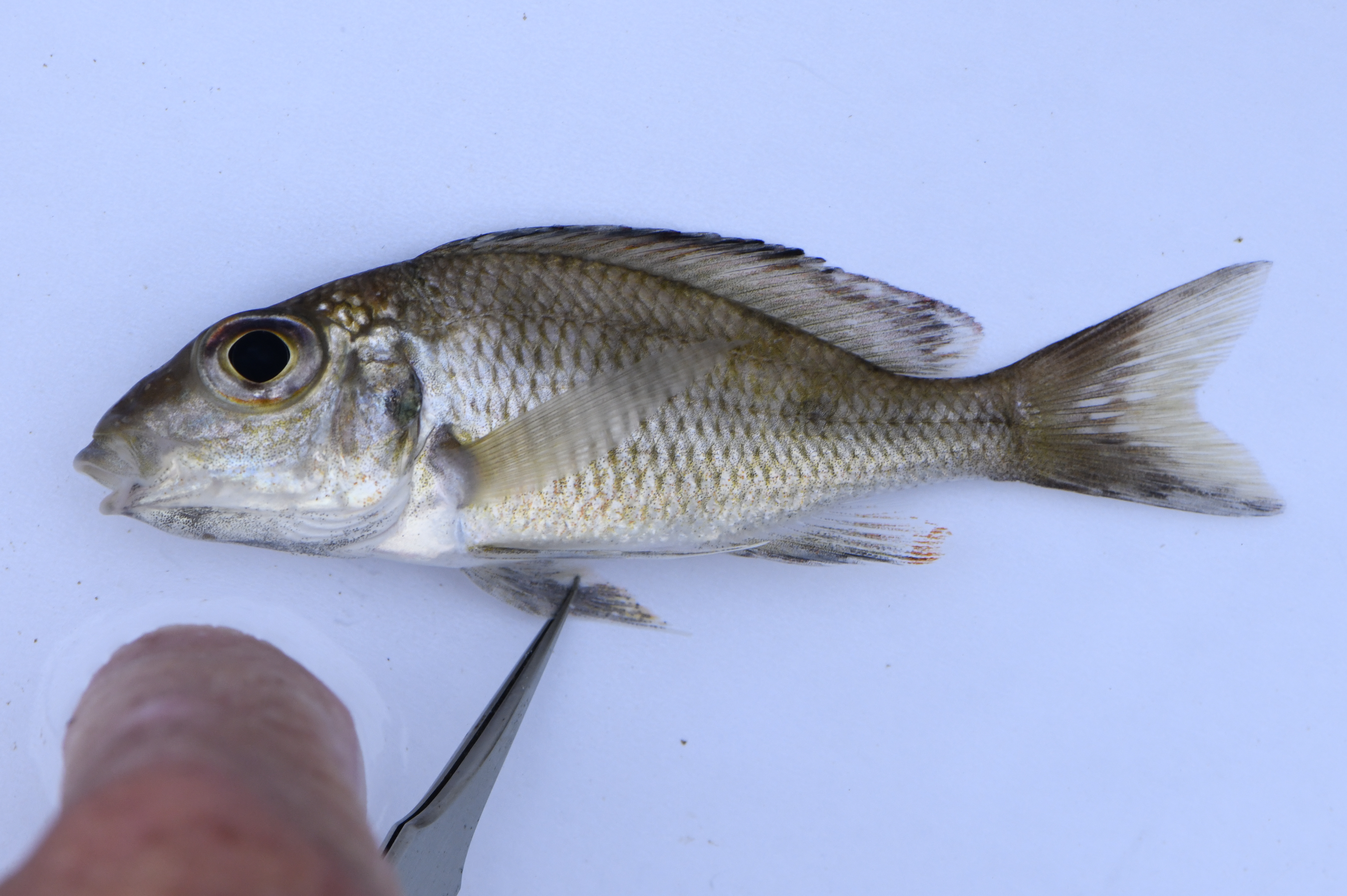 Callochromis macrops