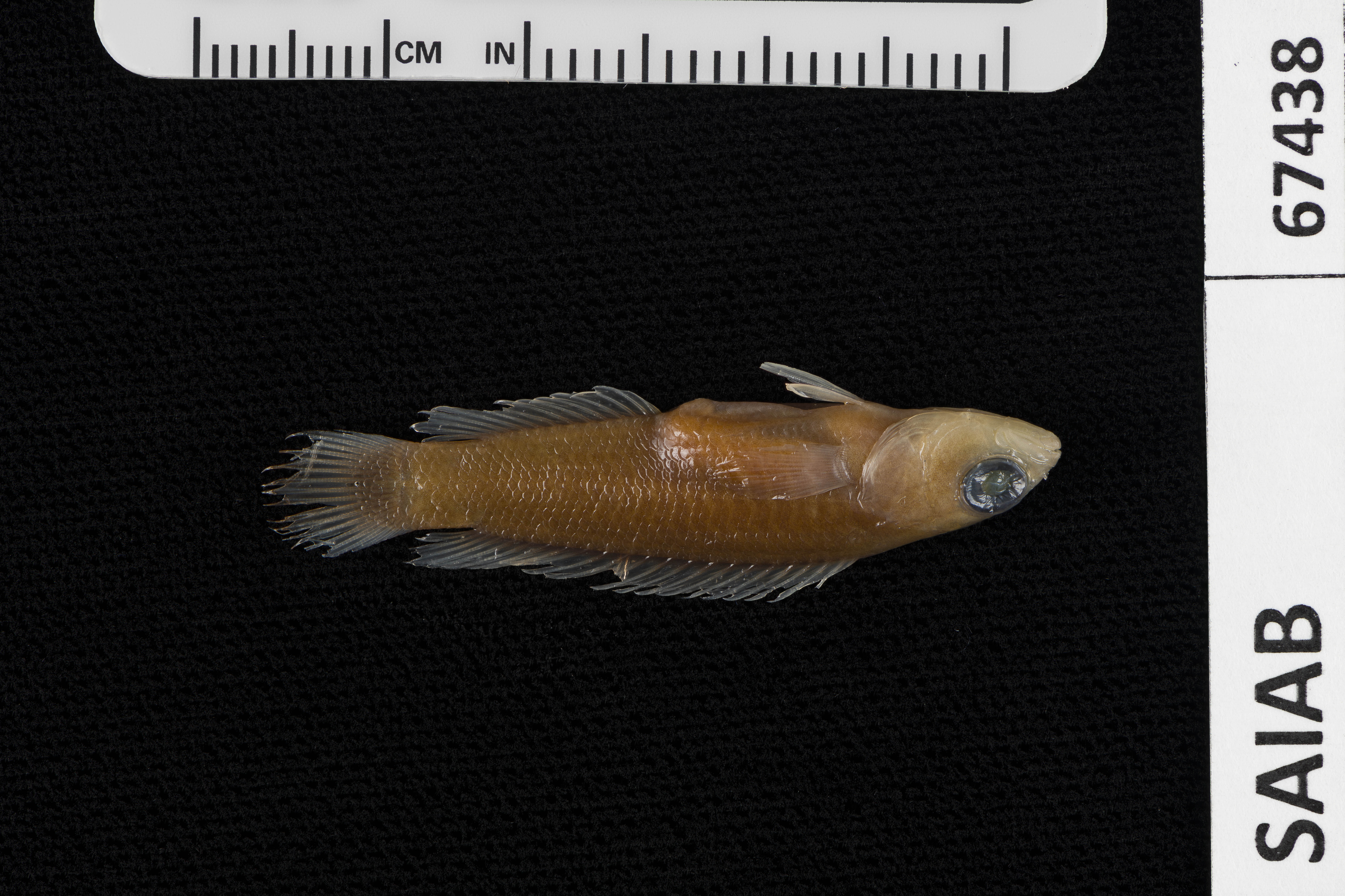 Fire longfin (Chlidichthys foudioides) — Pseudochromidae — 2