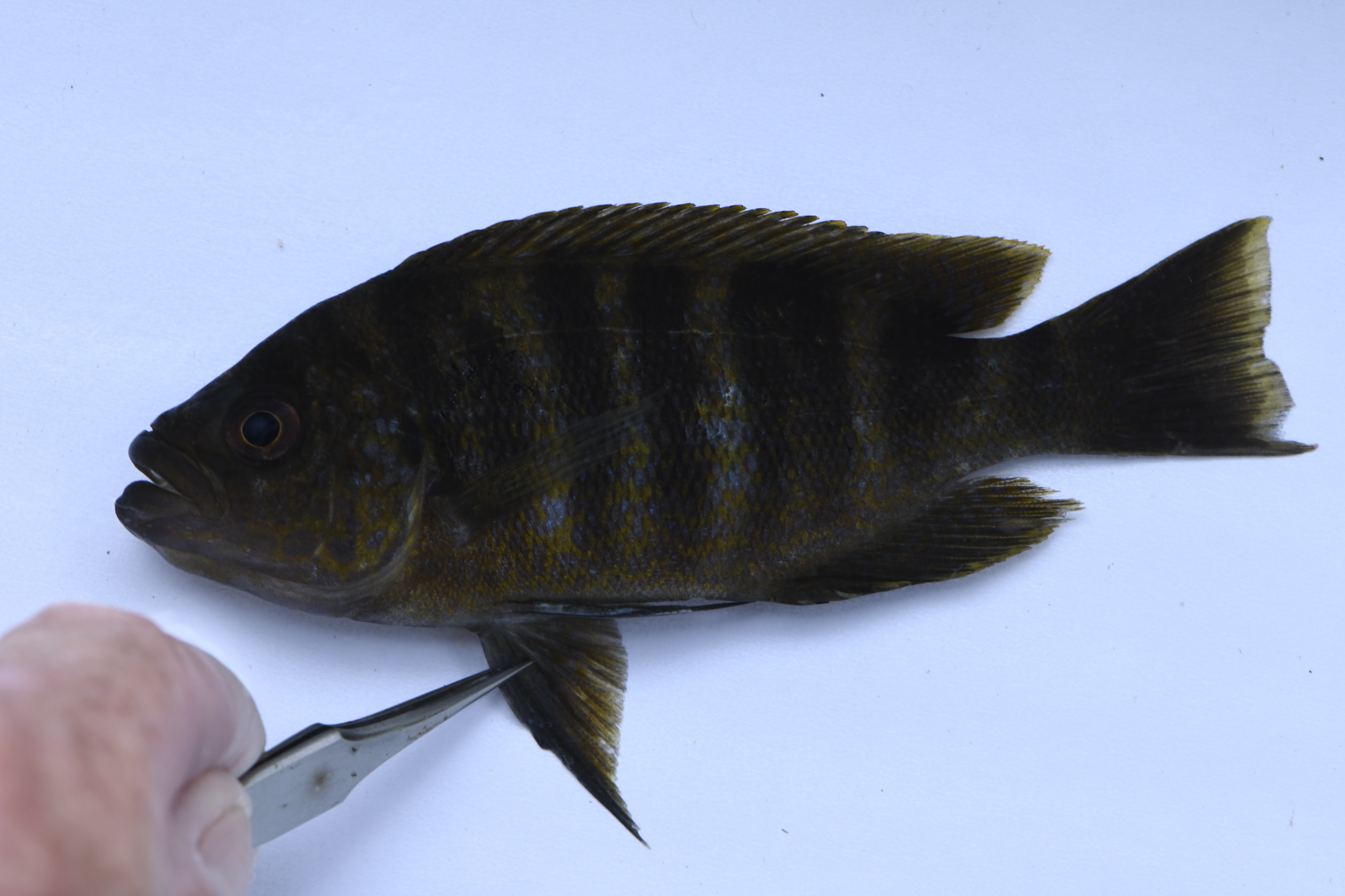 Plecodus straeleni