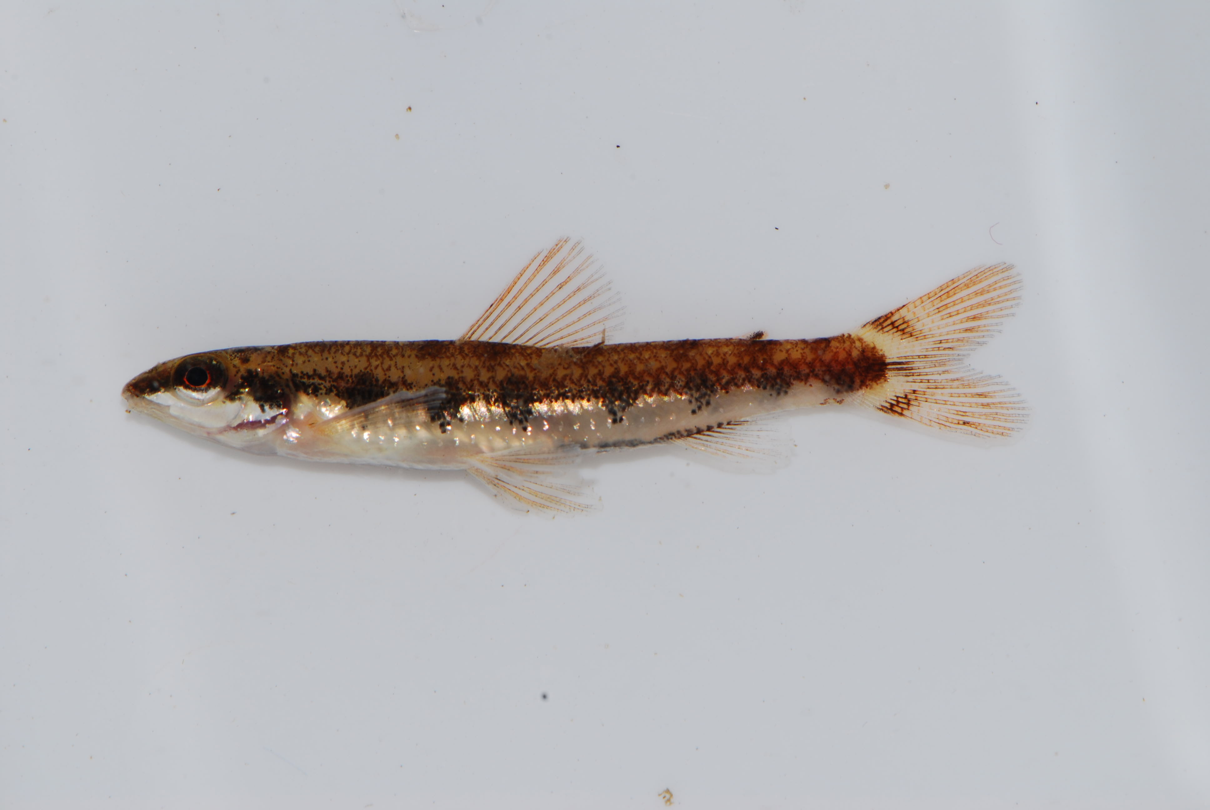 Broadbar citharine (Nannocharax macropterus) — Distichodontidae