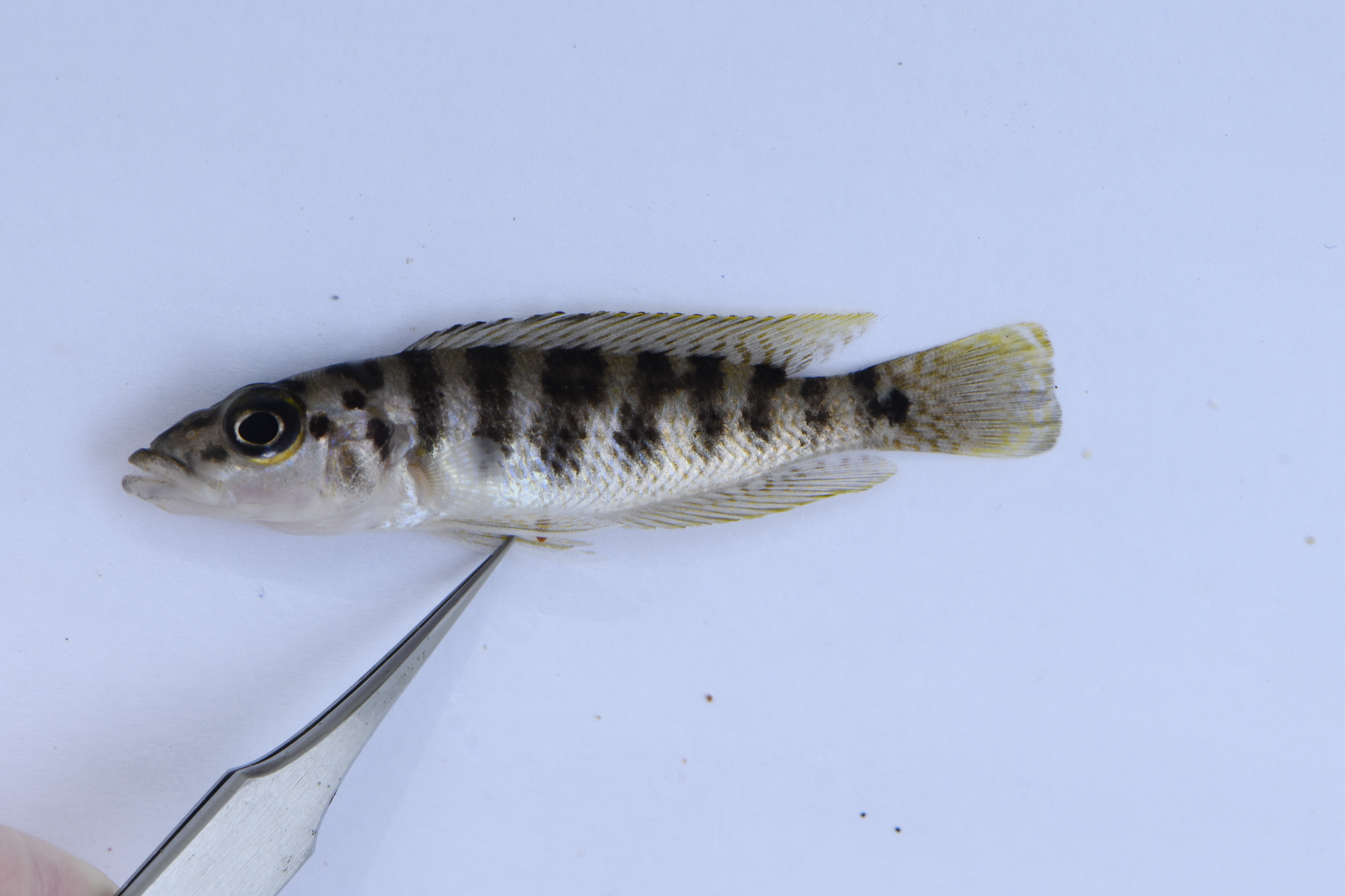 Neolamprologus fasciatus
