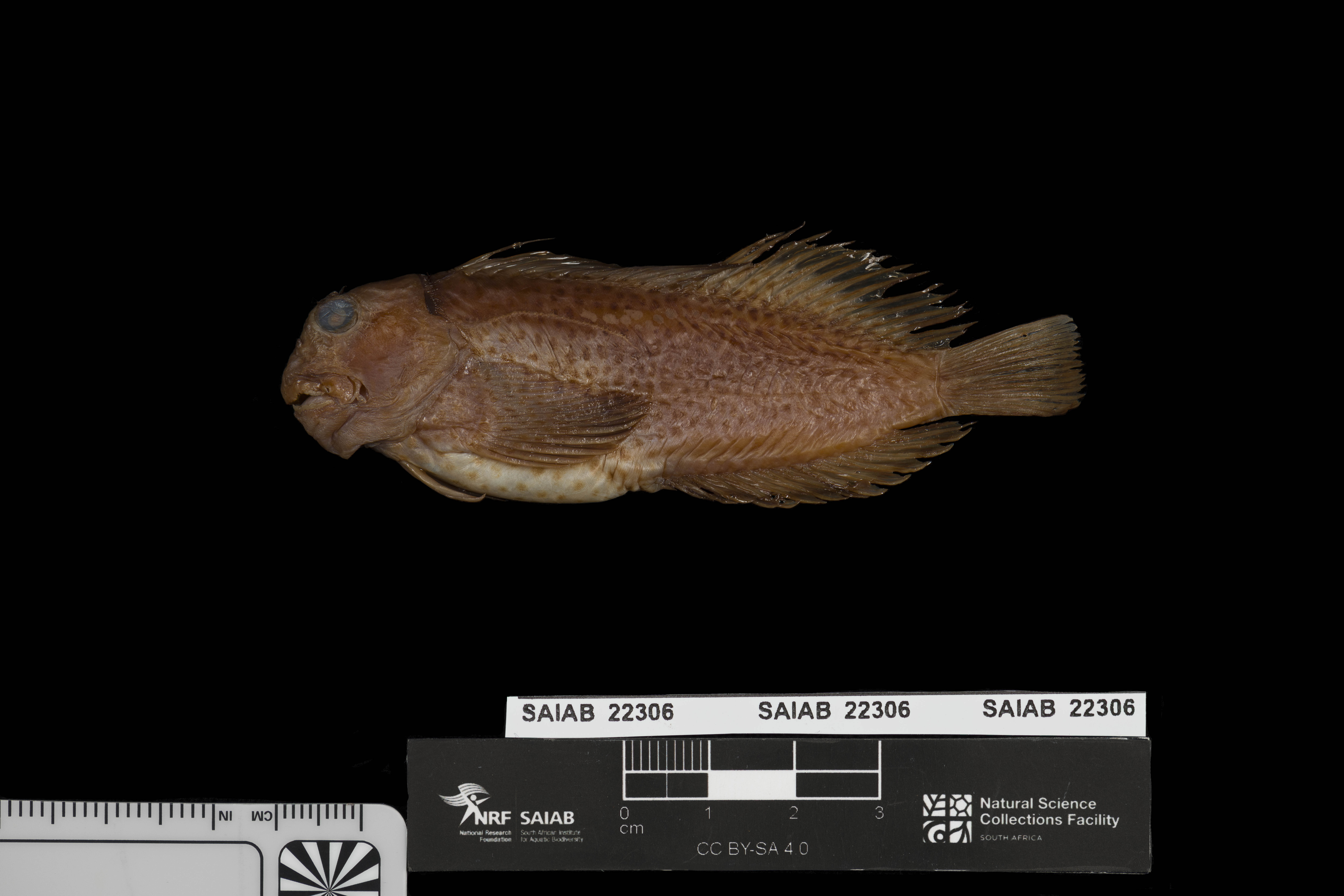 Randall's fringe blenny (Cirripectes randalli) — Blenniidae — 3