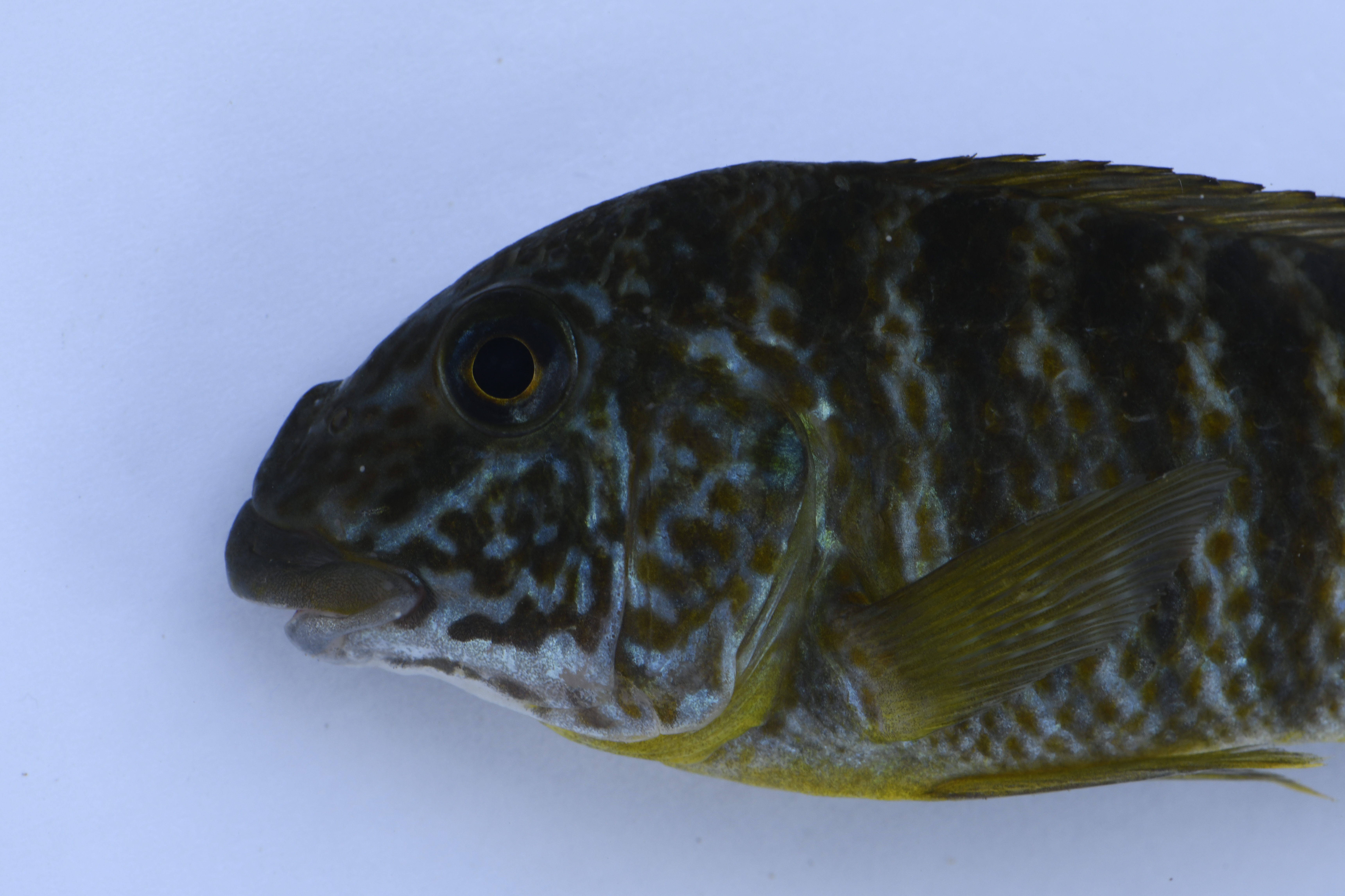 Petrochromis macrognathus