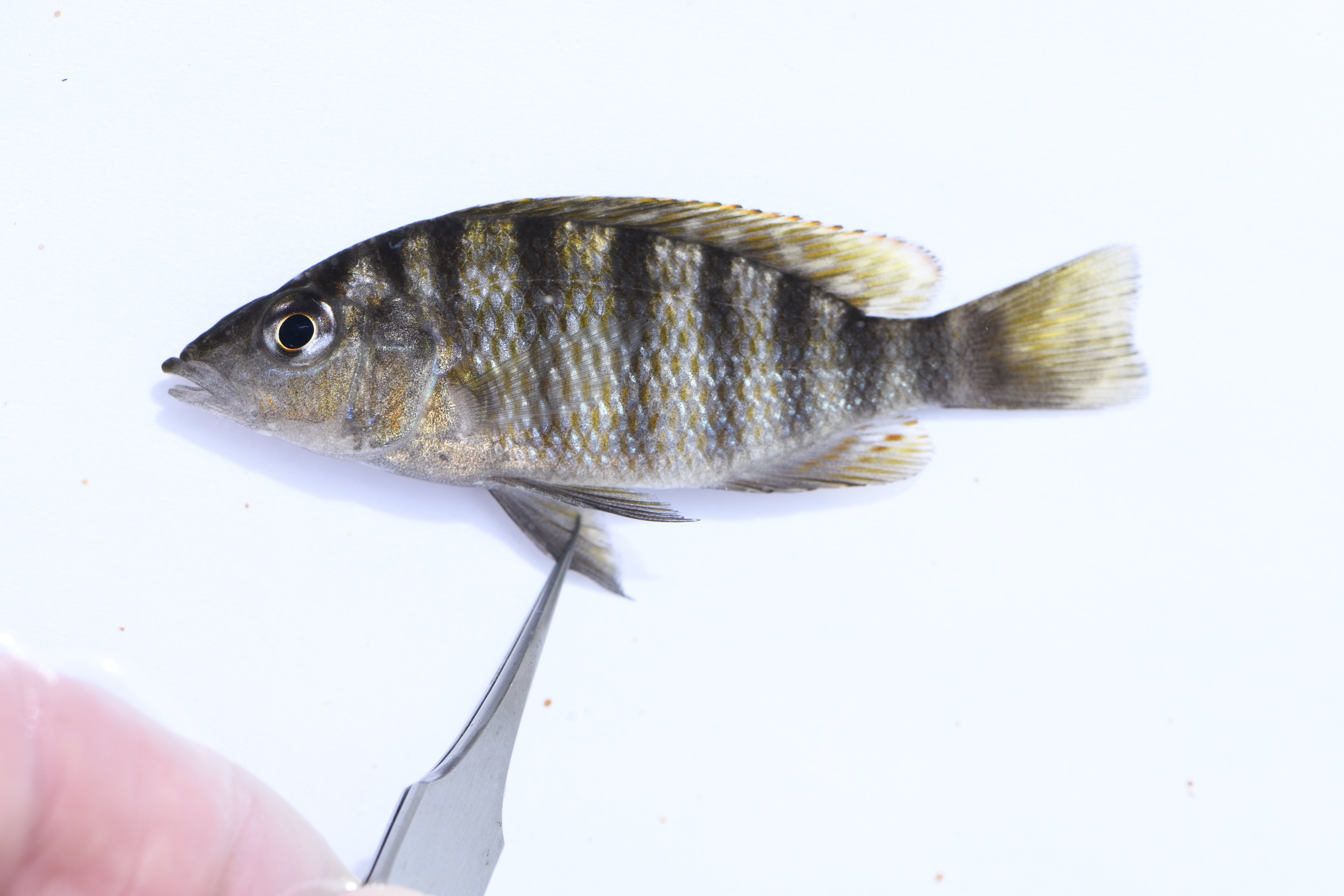 Gnathochromis pfefferi