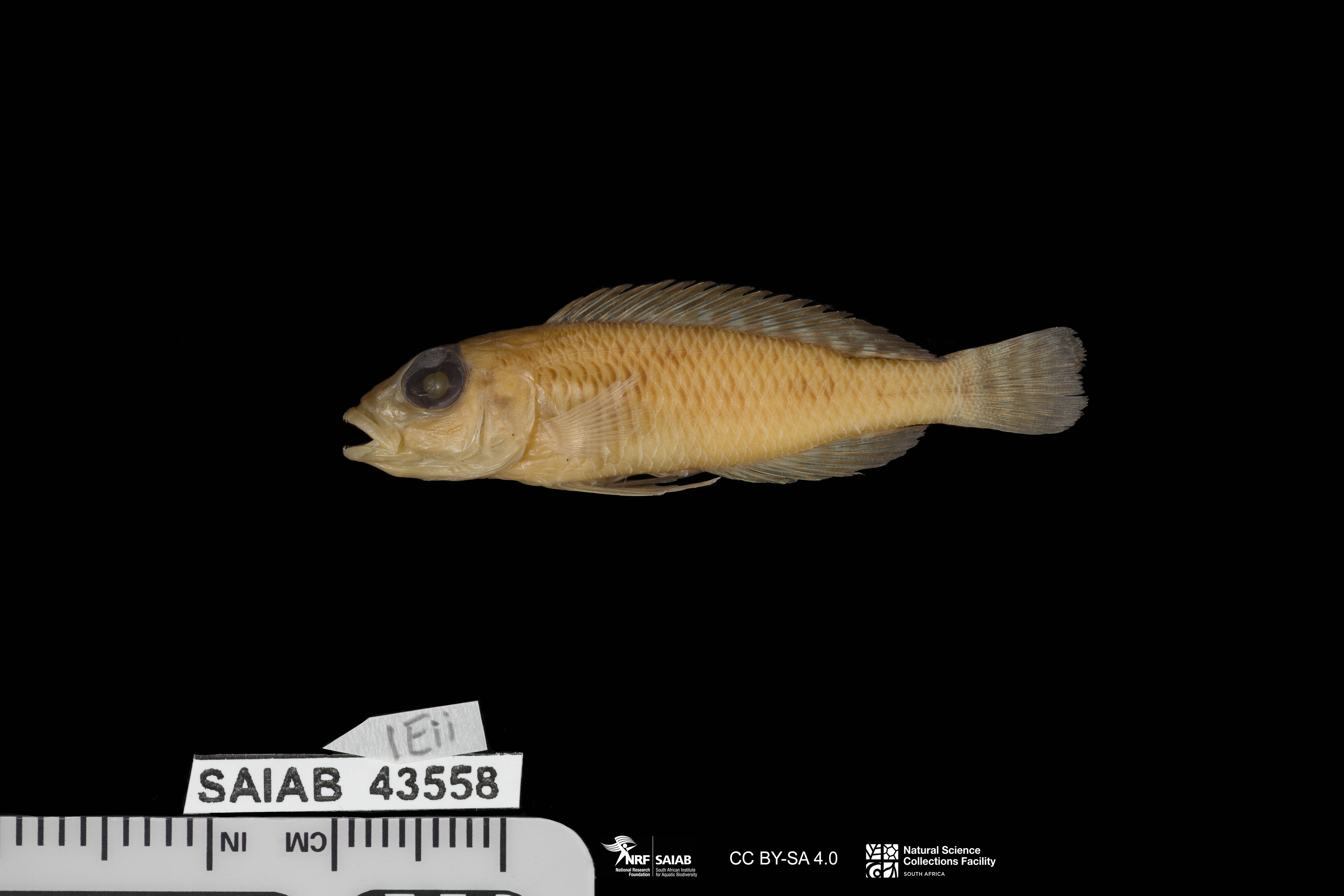 Lamprologus laparogramma