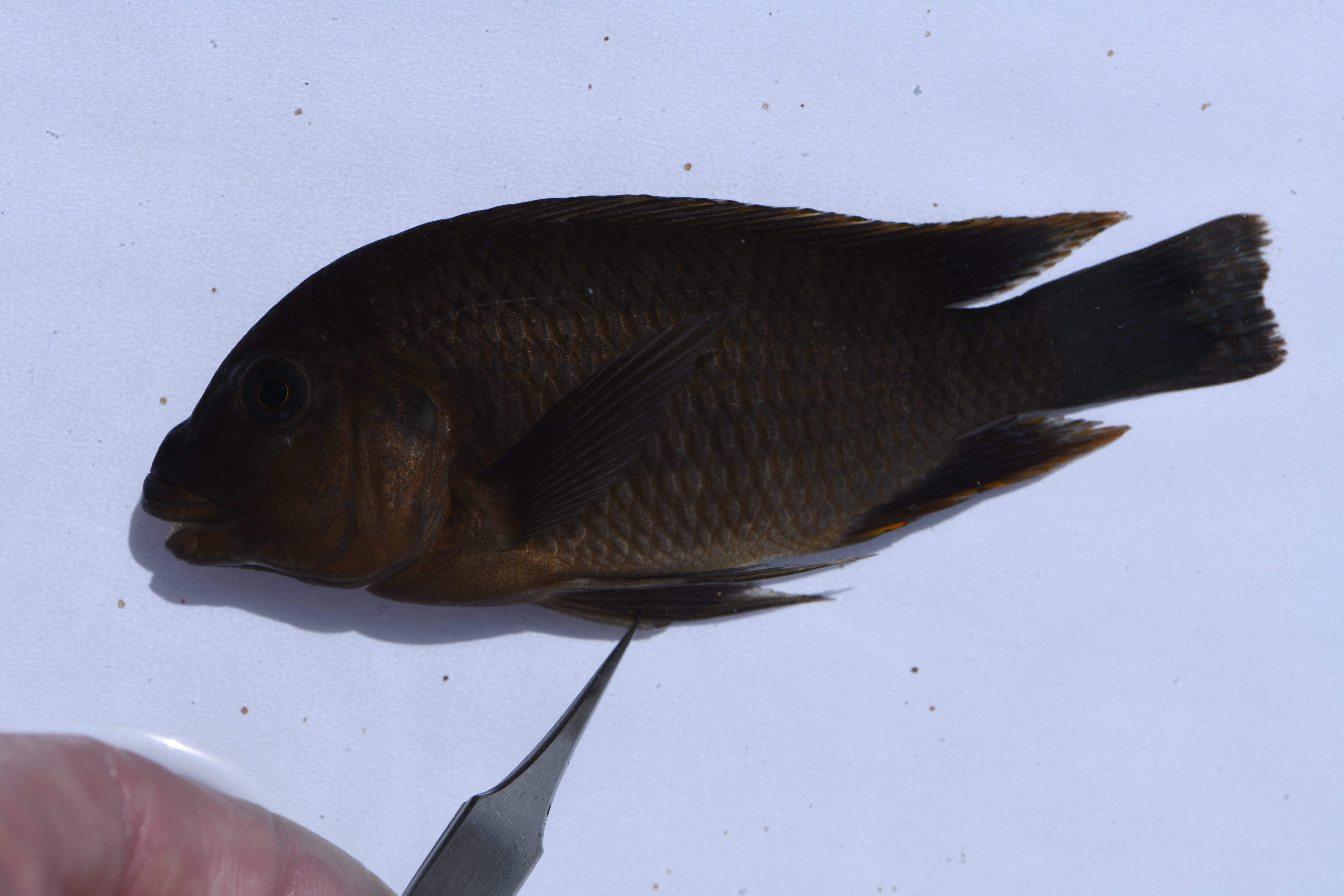 Petrochromis famula