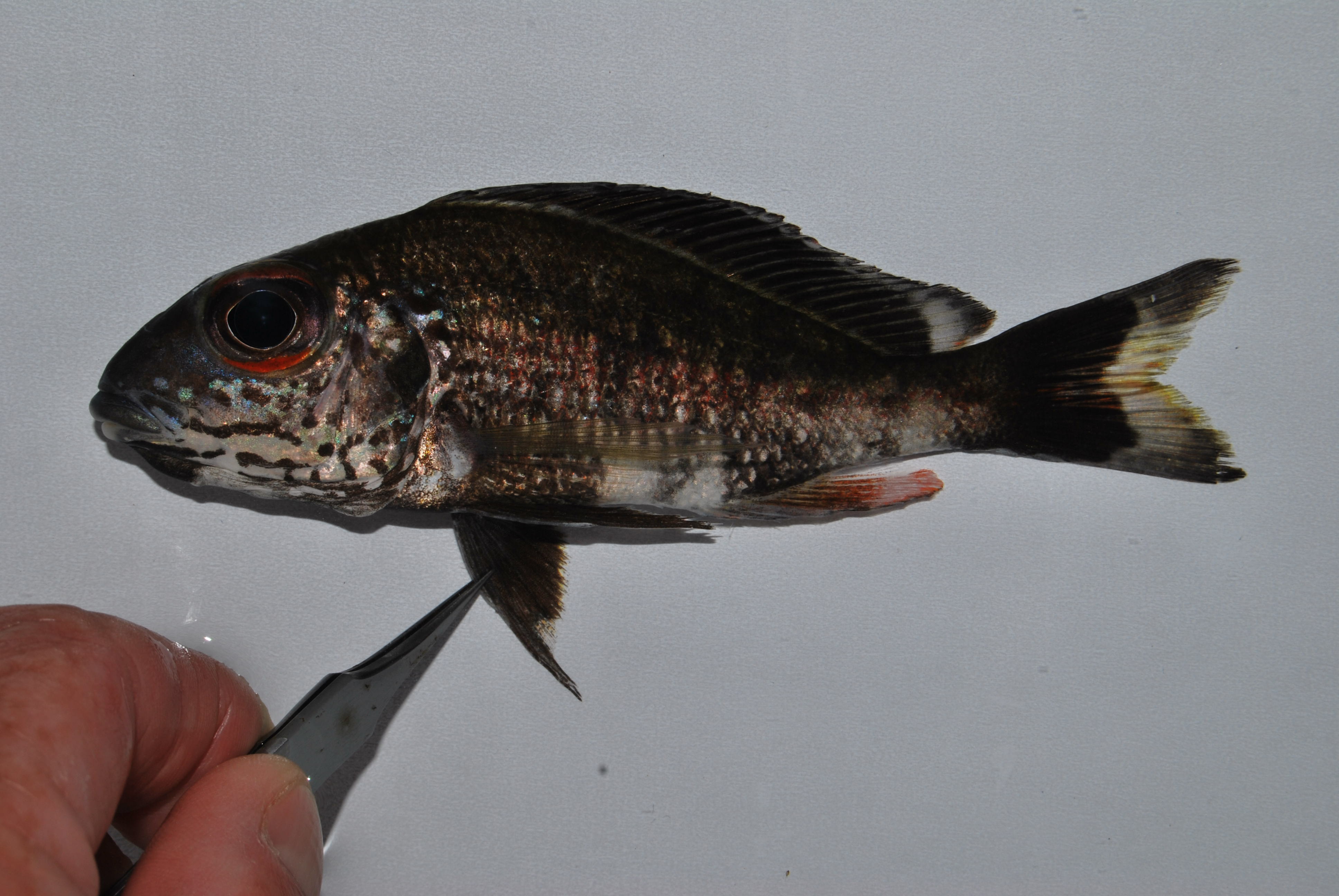 Callochromis macrops