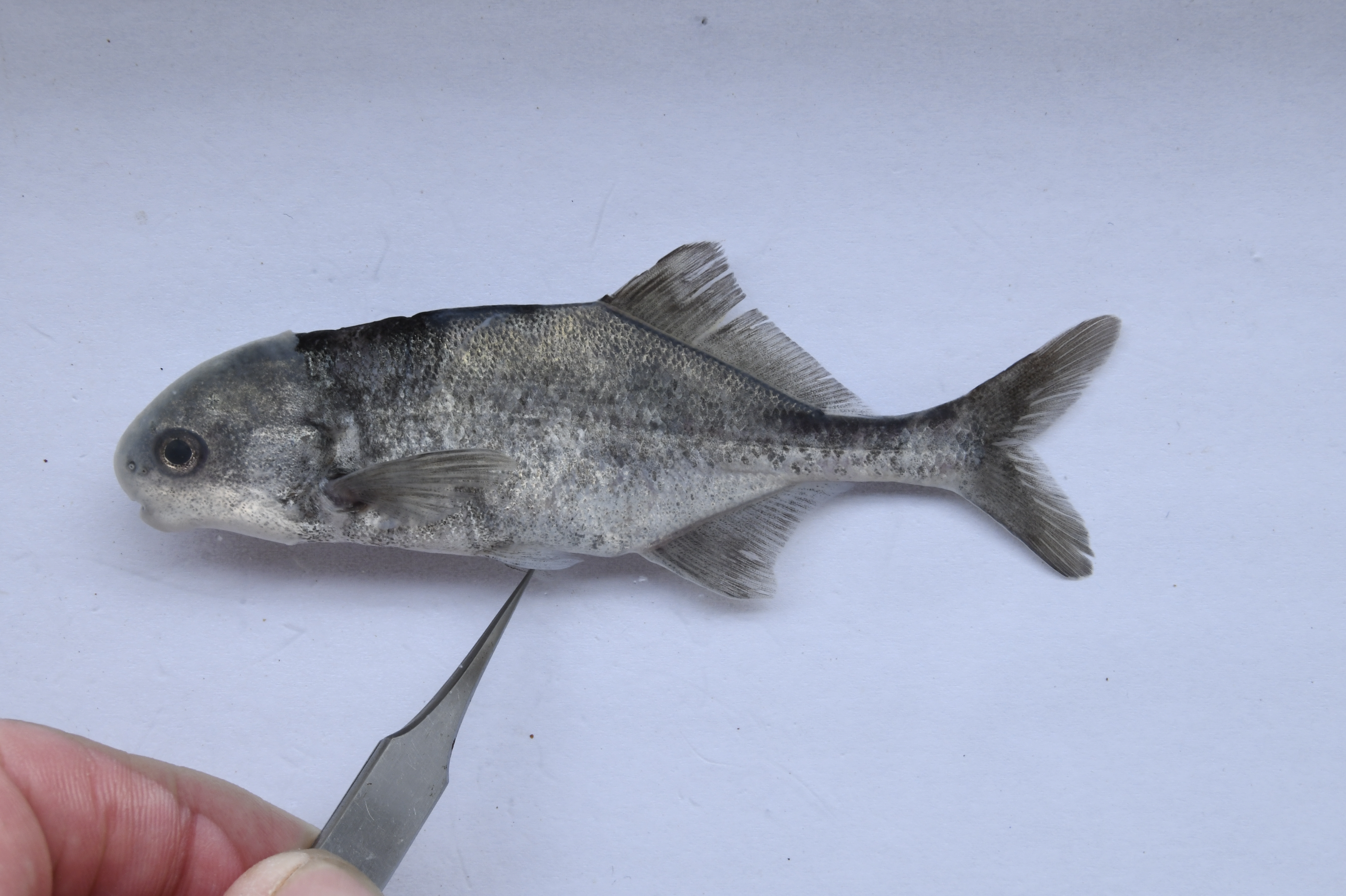Zambezi parrotfish (Cyphomyrus discorhynchus) — Mormyridae — 2