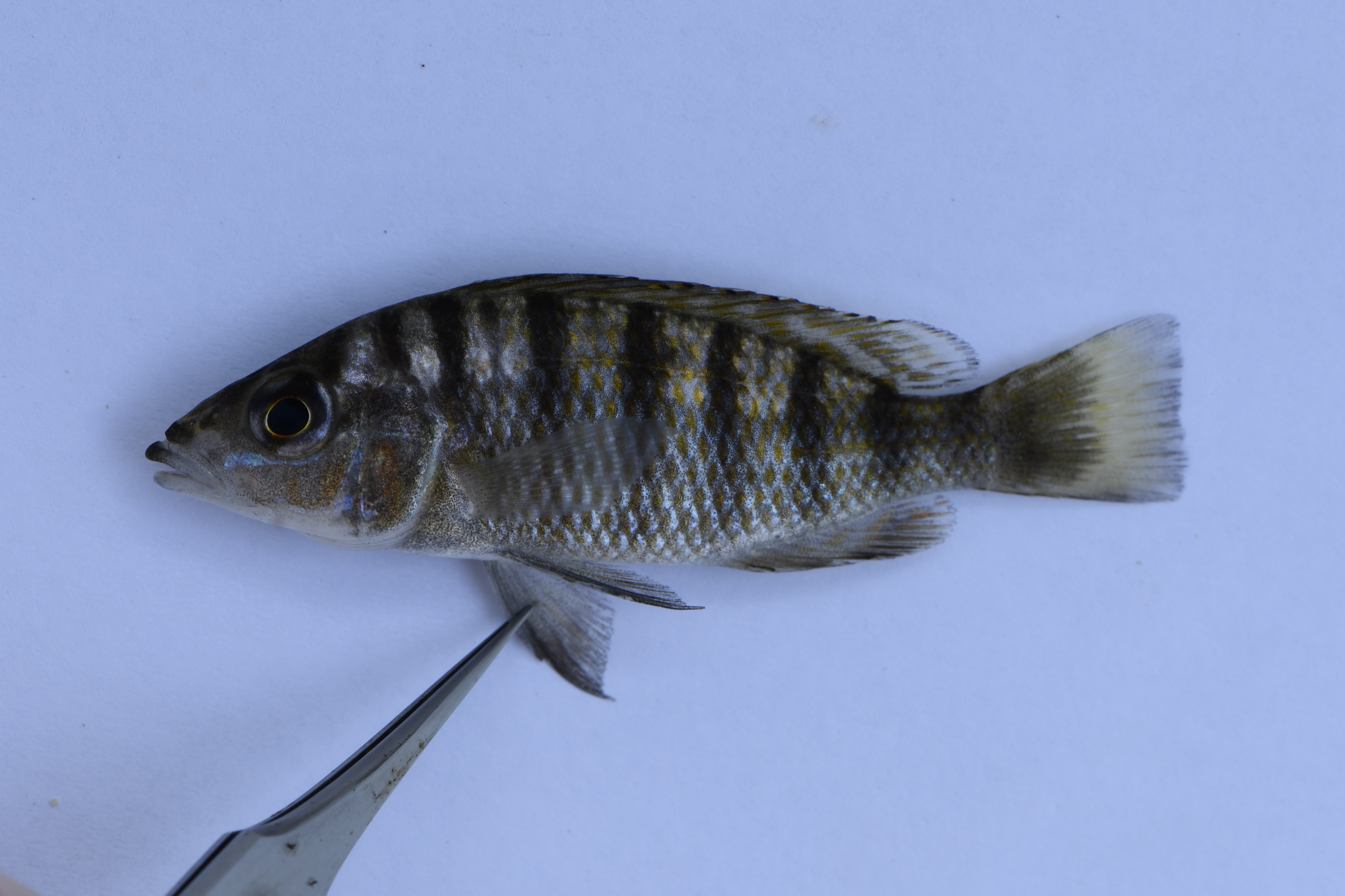Gnathochromis pfefferi