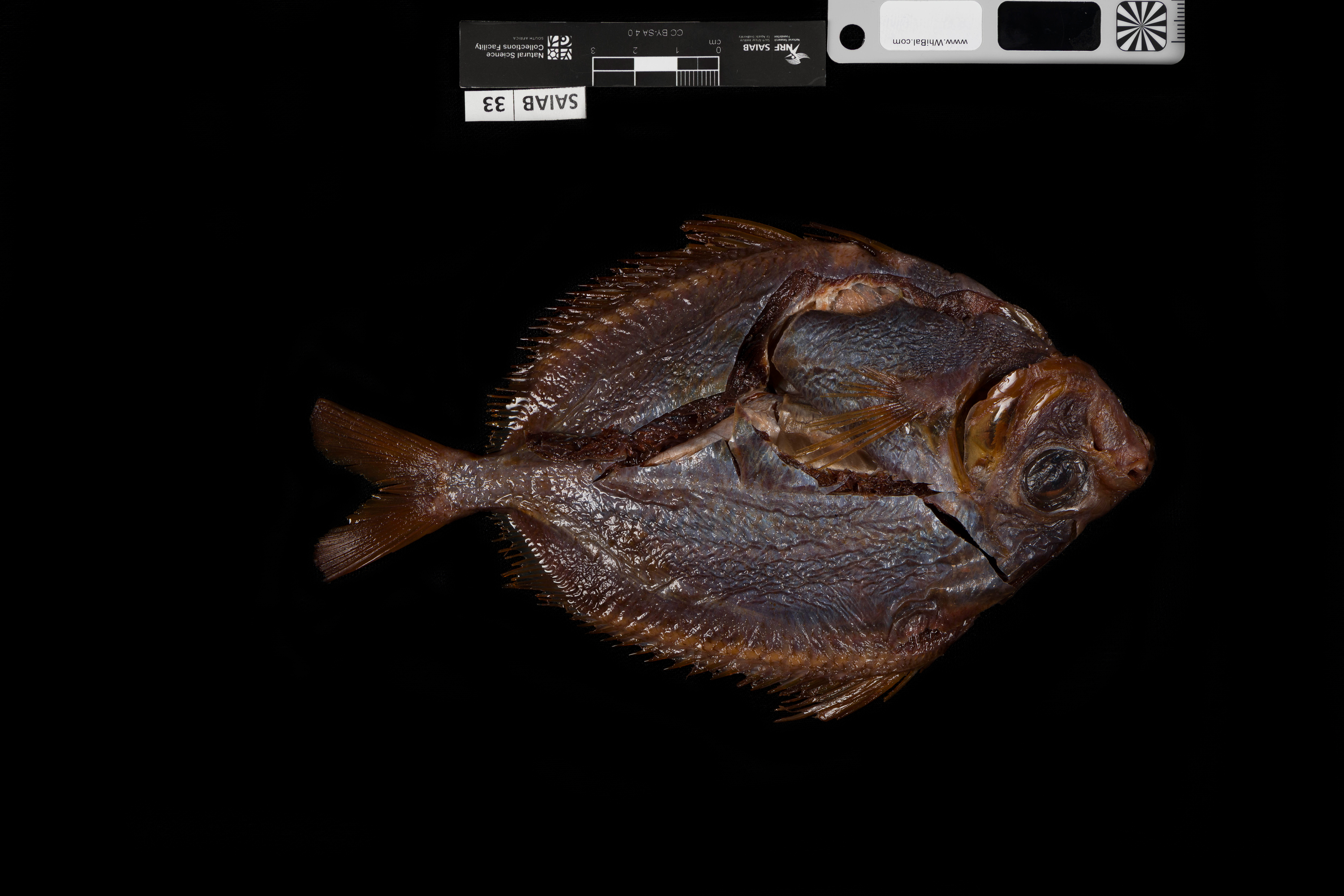 Common veilfin (Metavelifer multiradiatus) — Veliferidae — 2