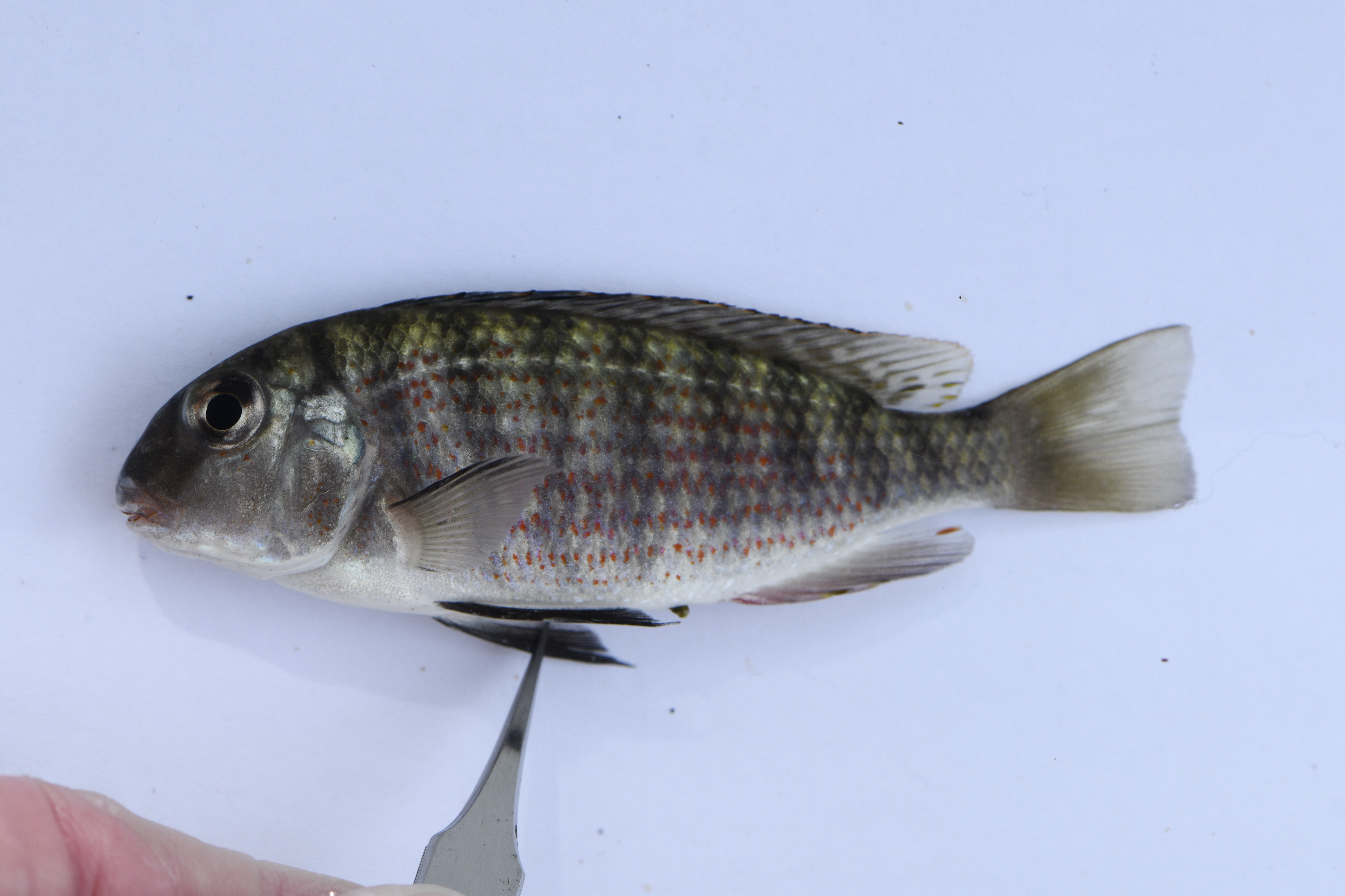 Babault's cichlid (Pseudosimochromis babaulti) — Cichlidae — 2