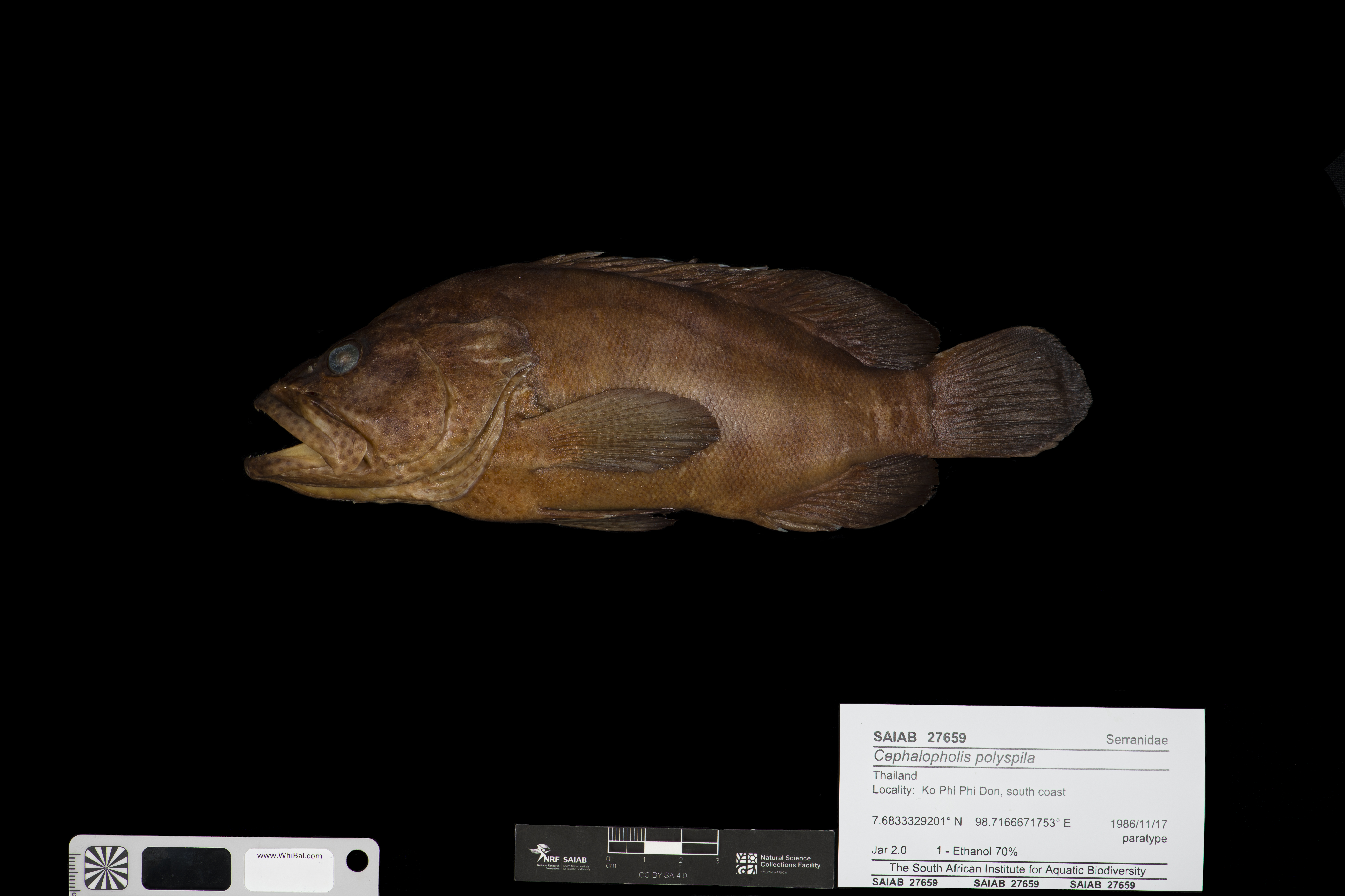 Starry grouper (Cephalopholis polyspila) — Serranidae — 2