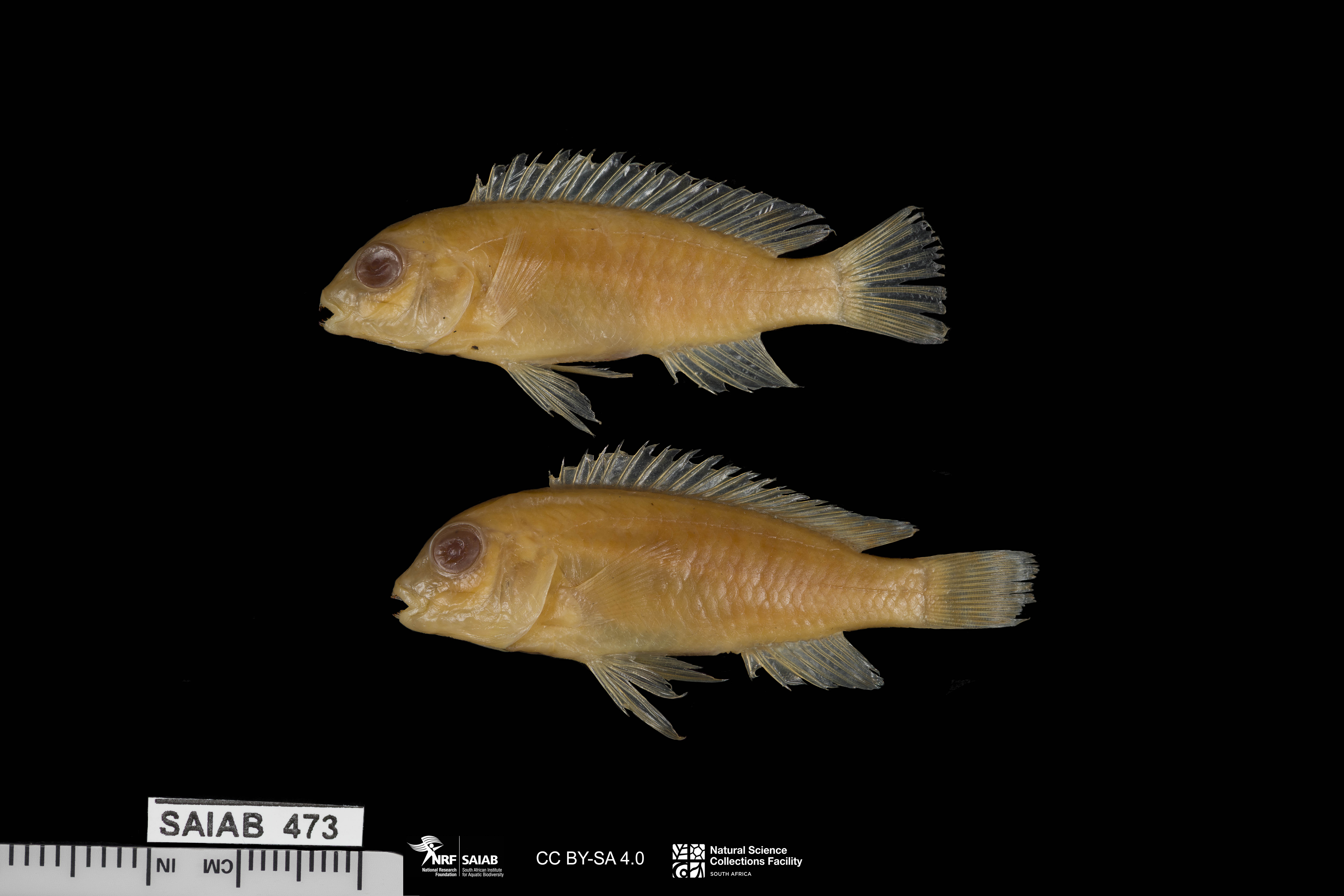 Striped labidochromis (Labidochromis strigatus) — Cichlidae