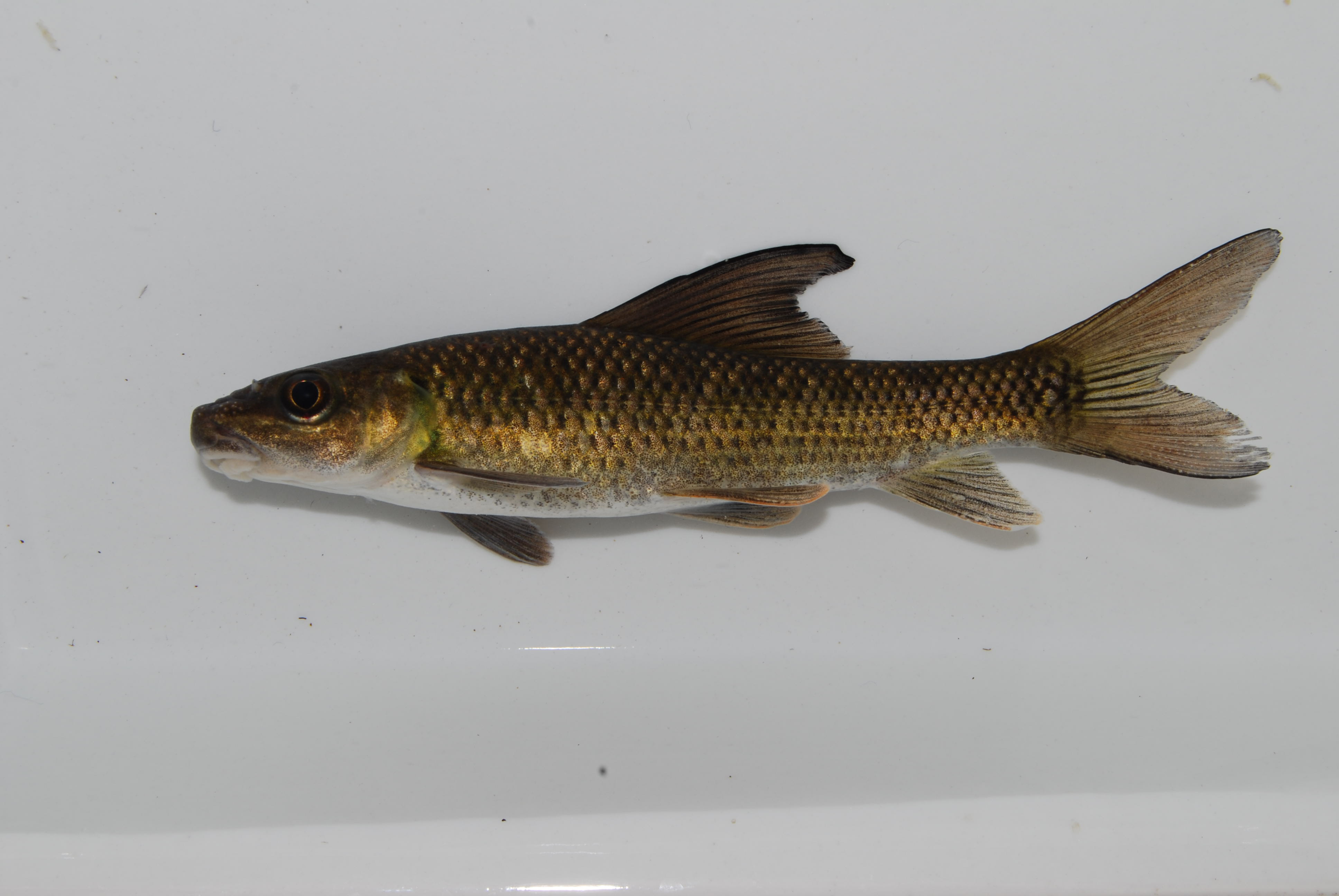 Upper Zambezi labeo (Labeo lunatus) — Cyprinidae — 2
