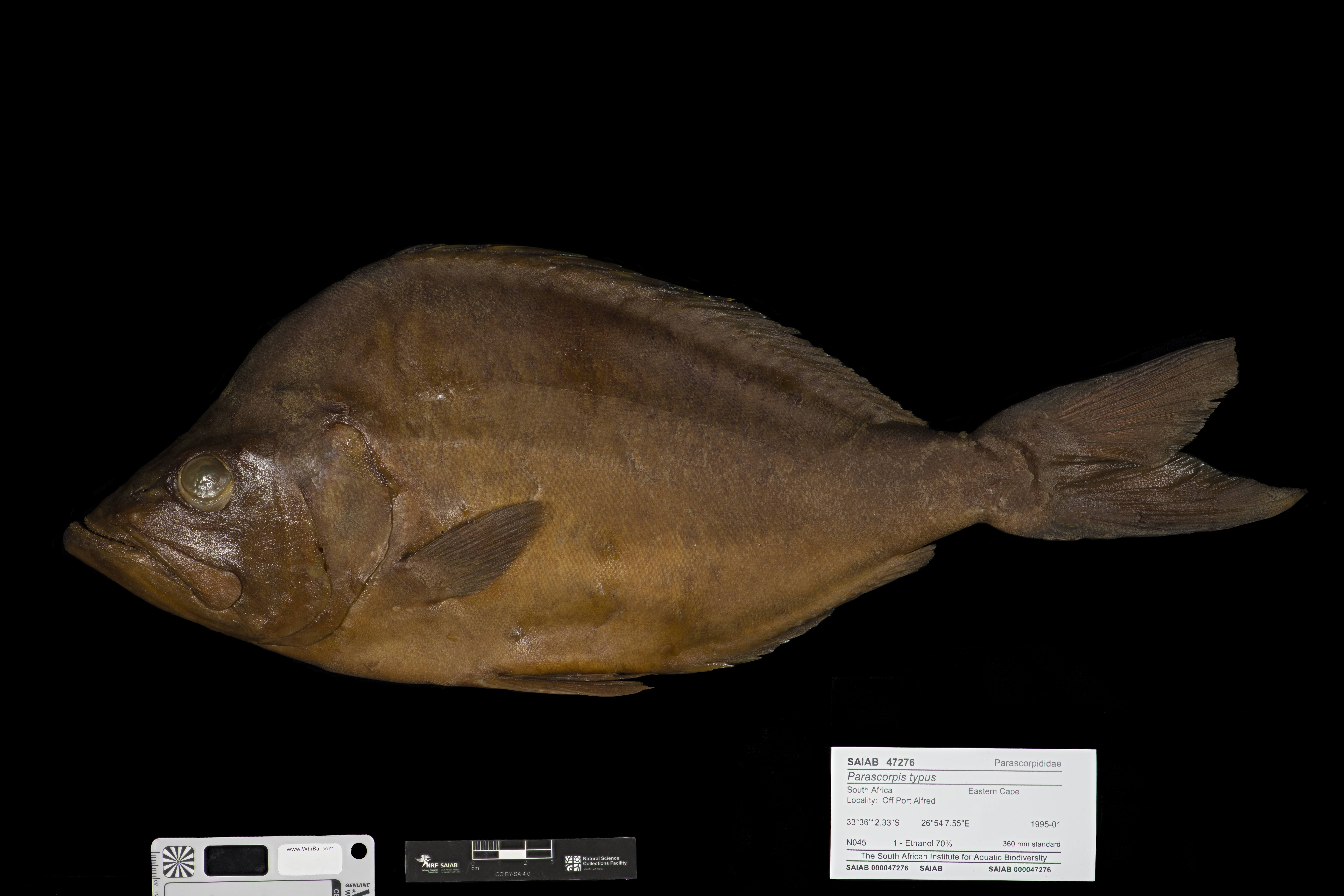 Jutjaw (Parascorpis typus) — Parascorpididae — 2
