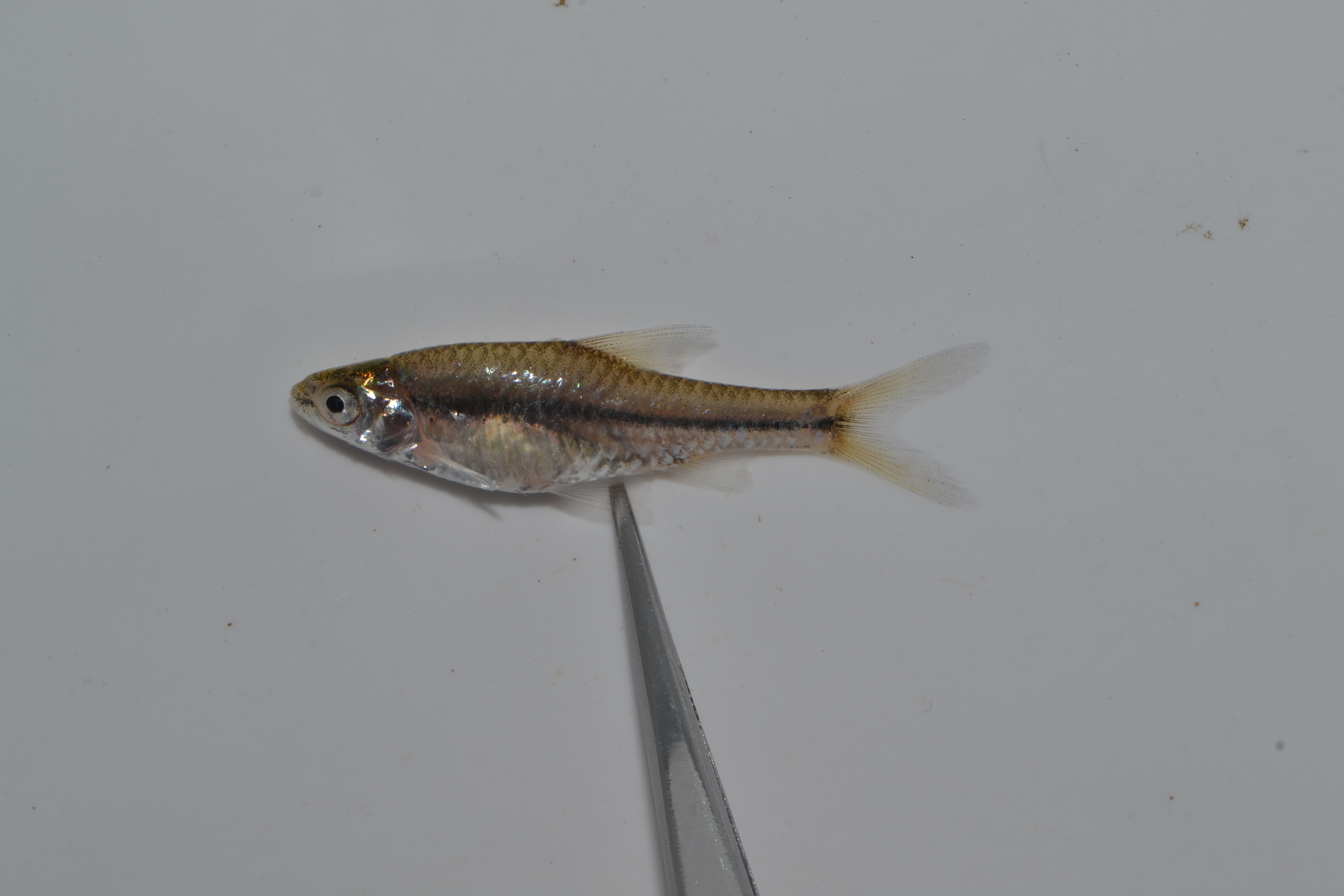 East Coast barb (Enteromius toppini) — Cyprinidae — 2
