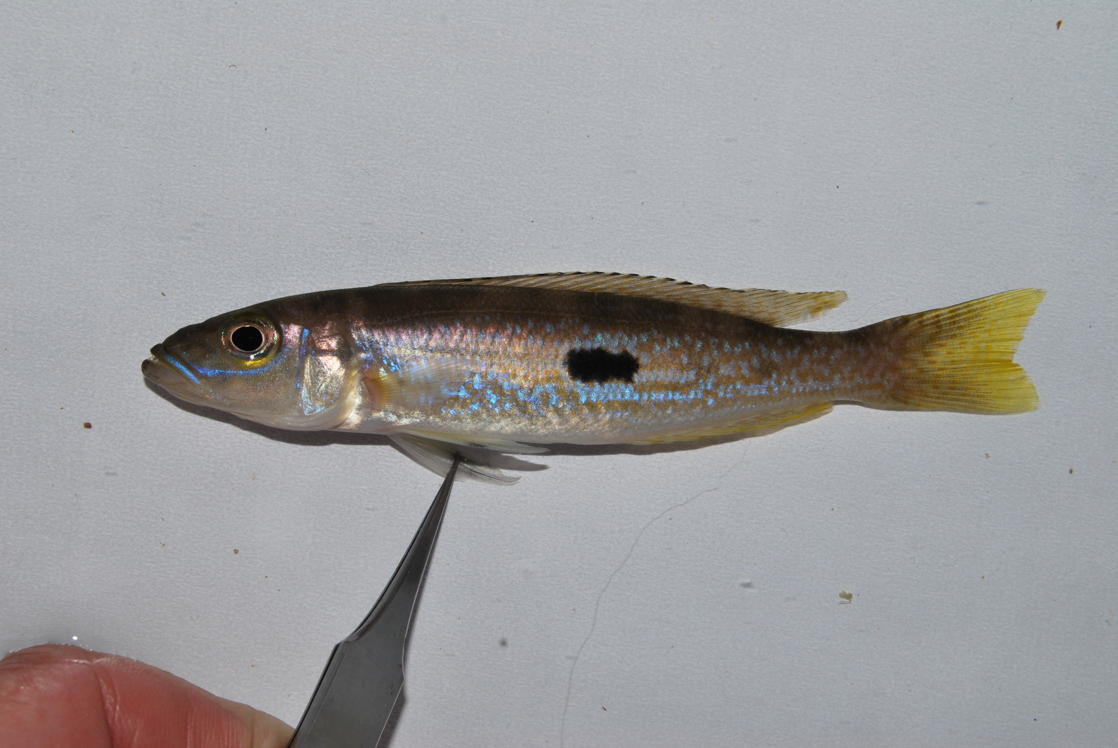 Lepidiolamprologus attenuatus