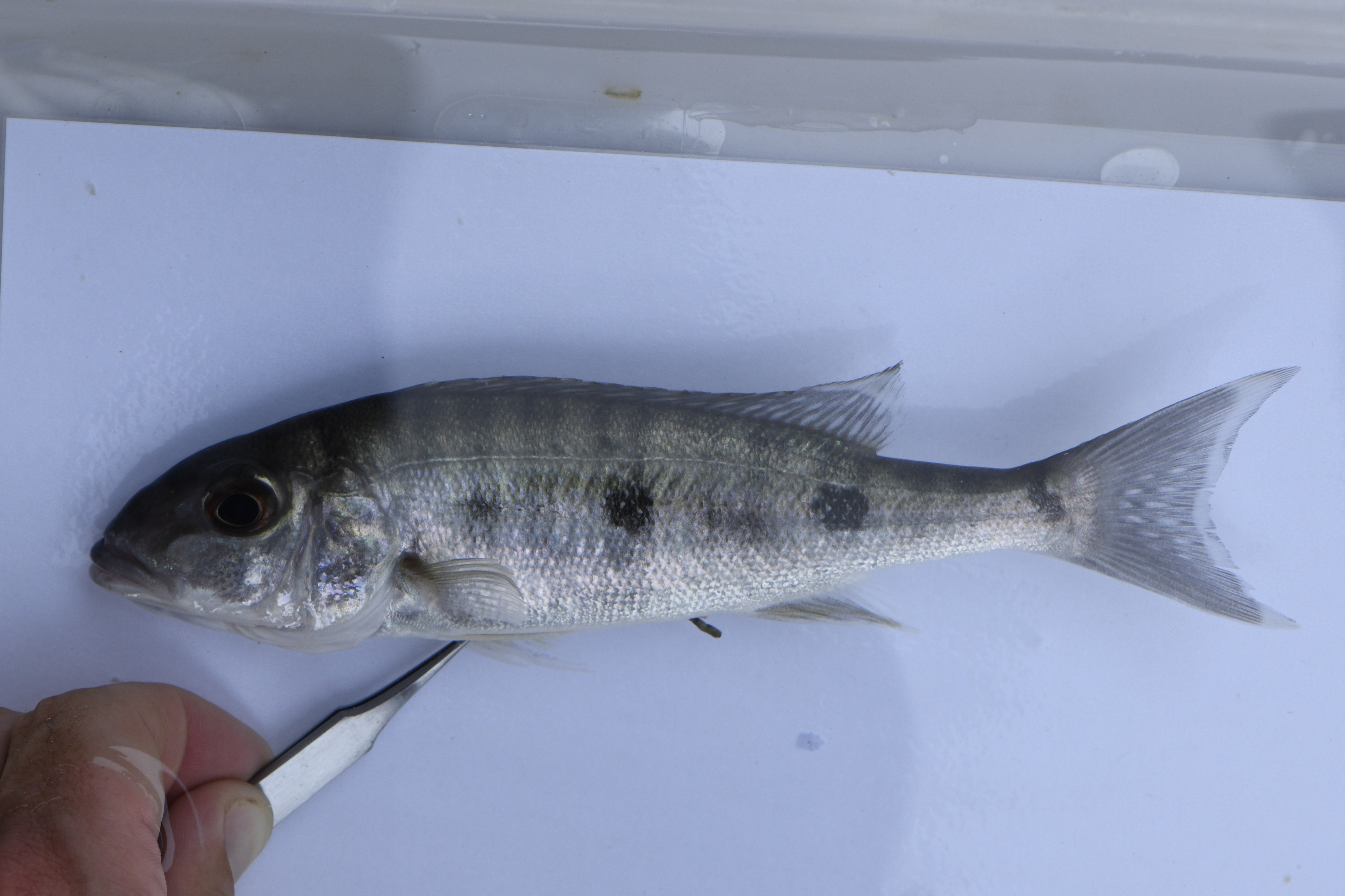 Emperor cichlid (Boulengerochromis microlepis) — Cichlidae — 2