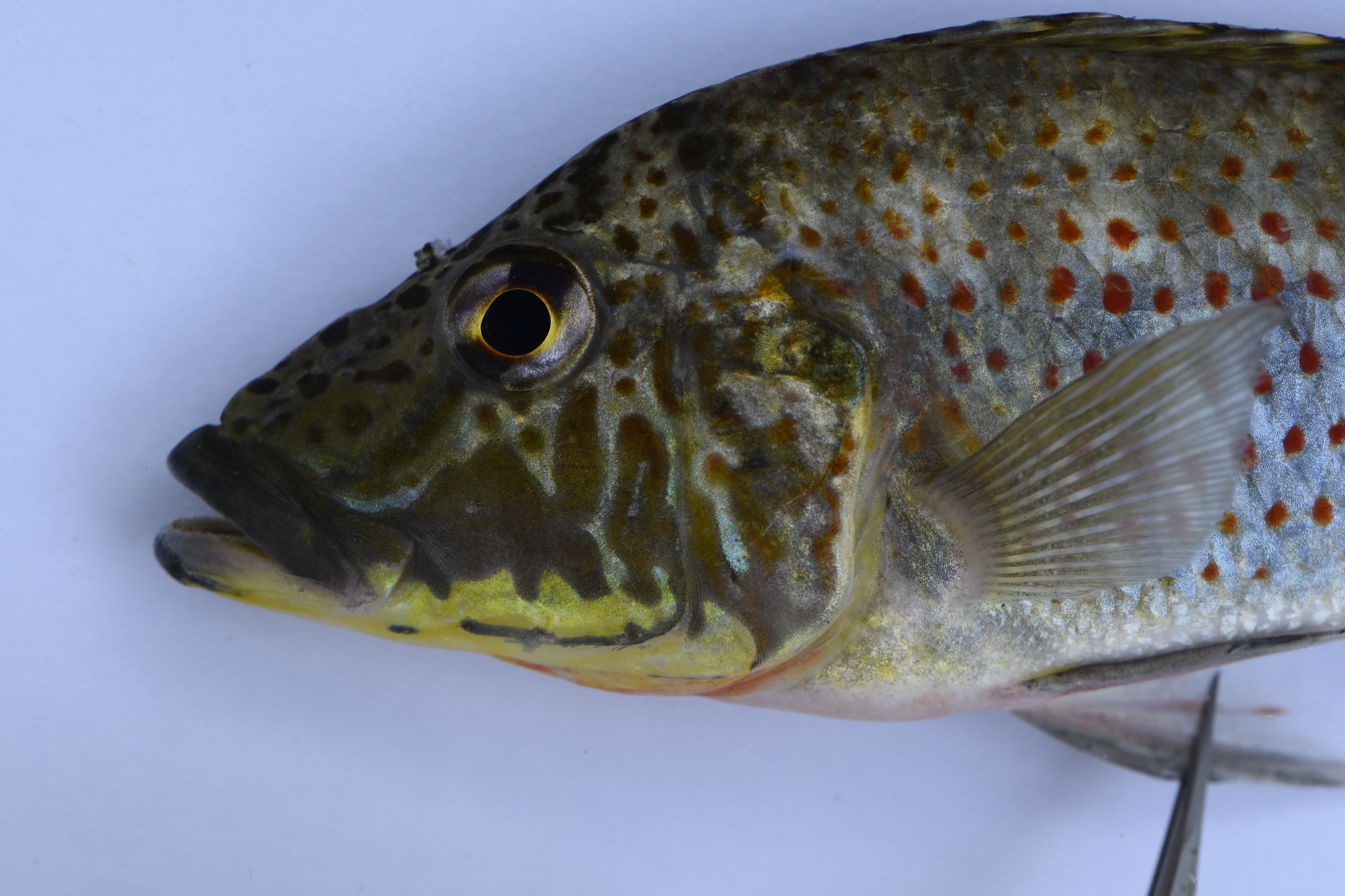 Horei cichlid (Ctenochromis horei) — Cichlidae — 3