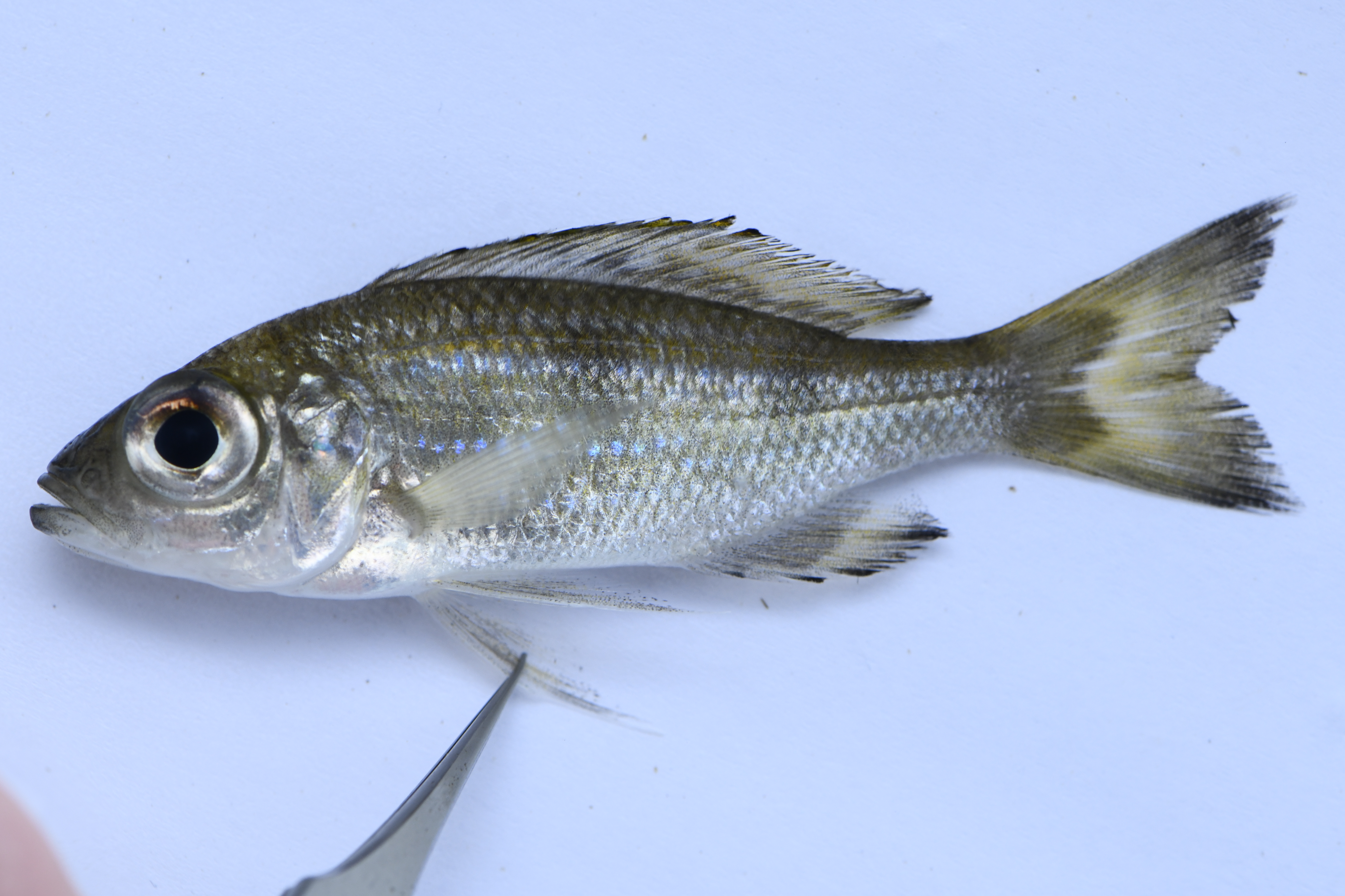 Aulonocranus dewindti