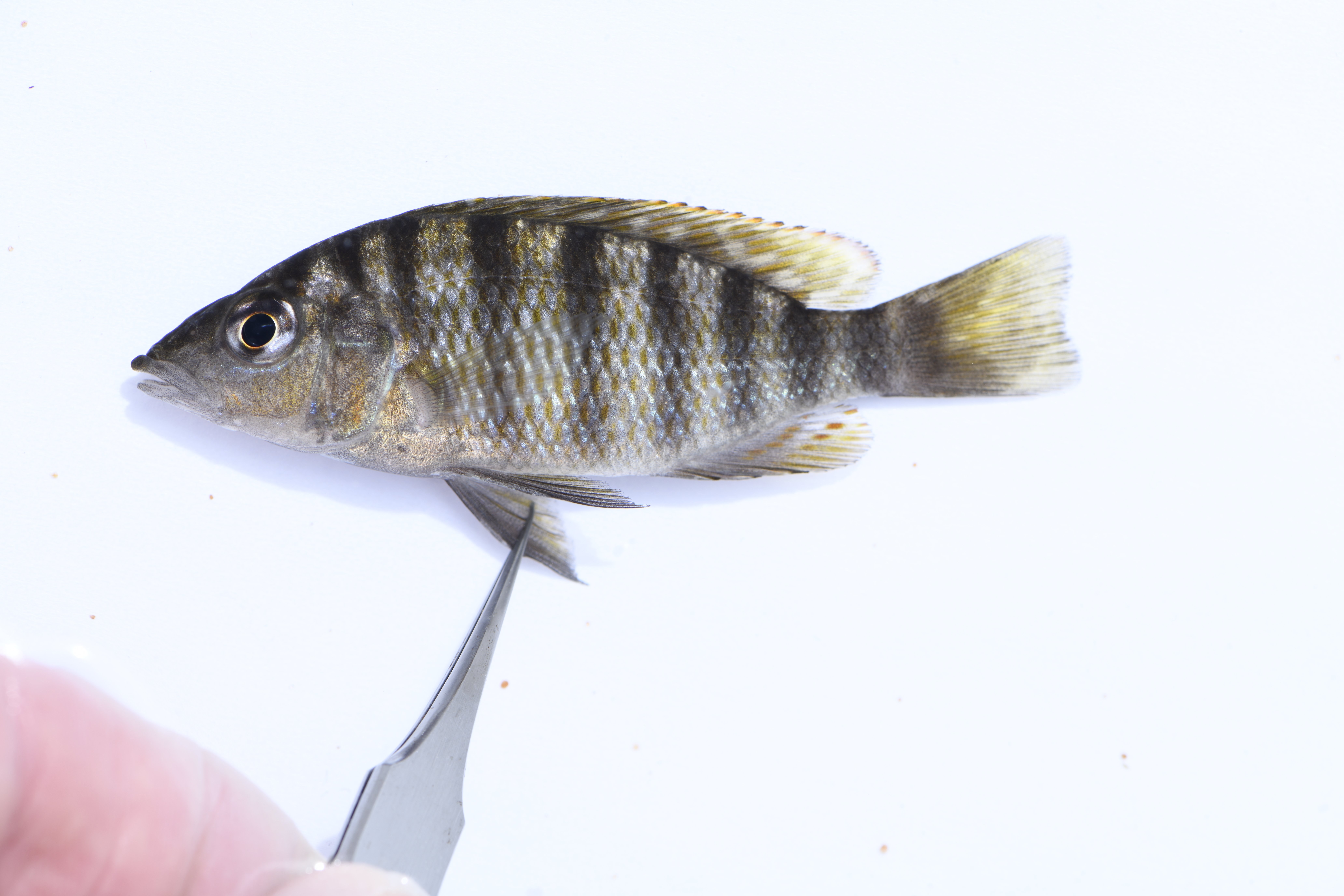 Pfeffer's cichlid (Gnathochromis pfefferi) — Cichlidae — 3