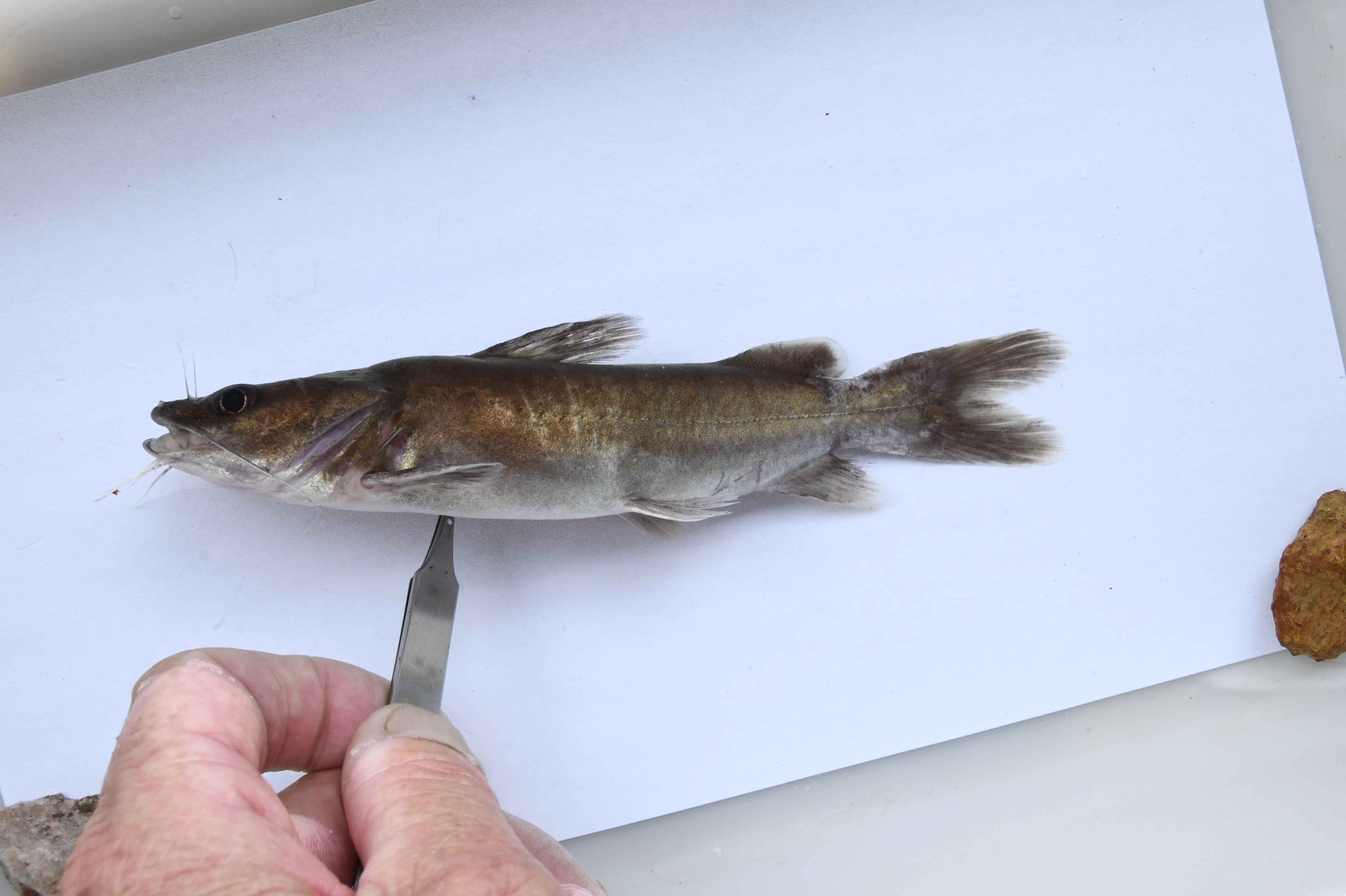 Flathead claroteid catfish (Bathybagrus platycephalus) — Claroteidae